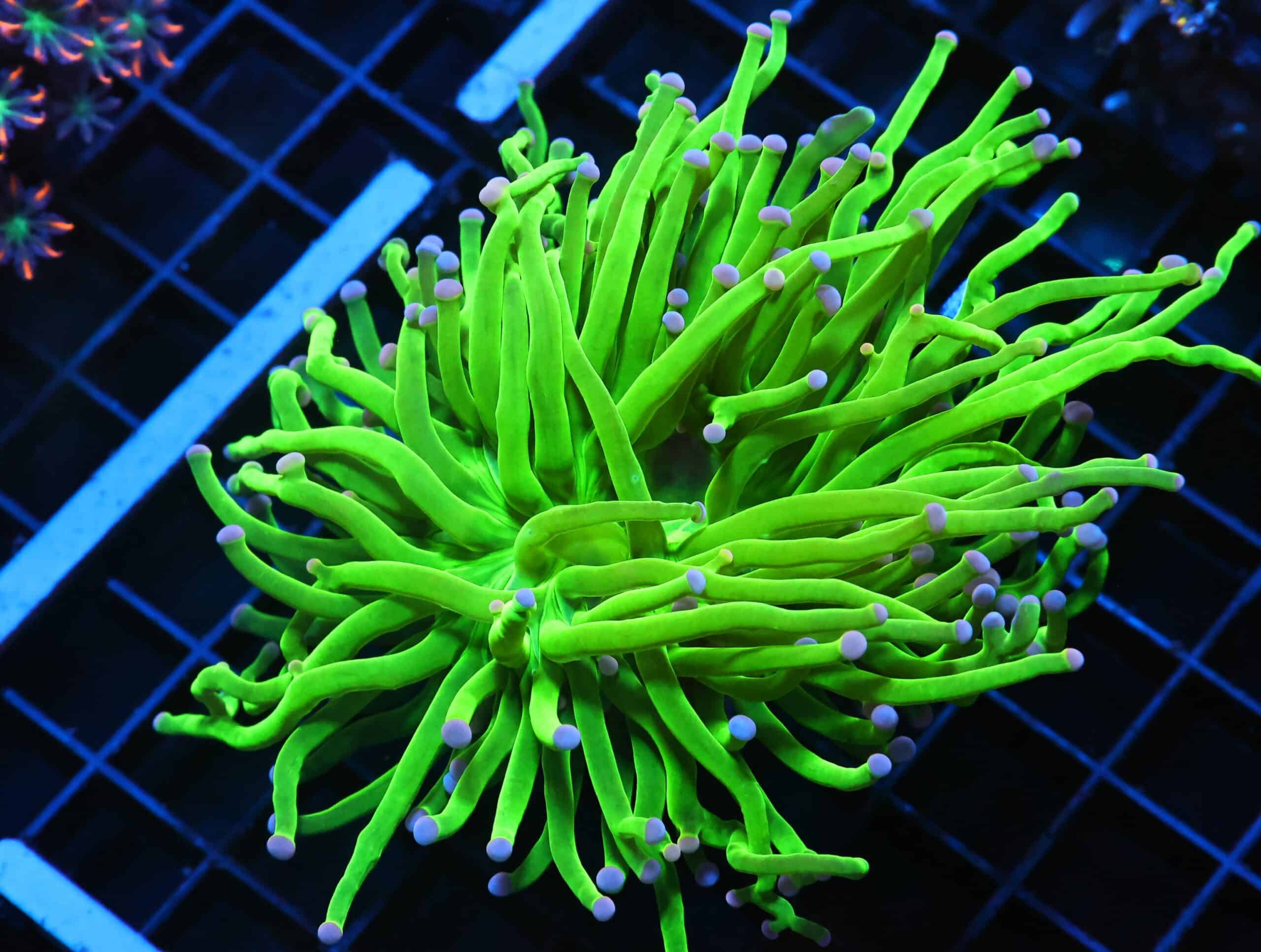 J105 - MALAYSIAN TORCH SKITTLES 1 HEAD