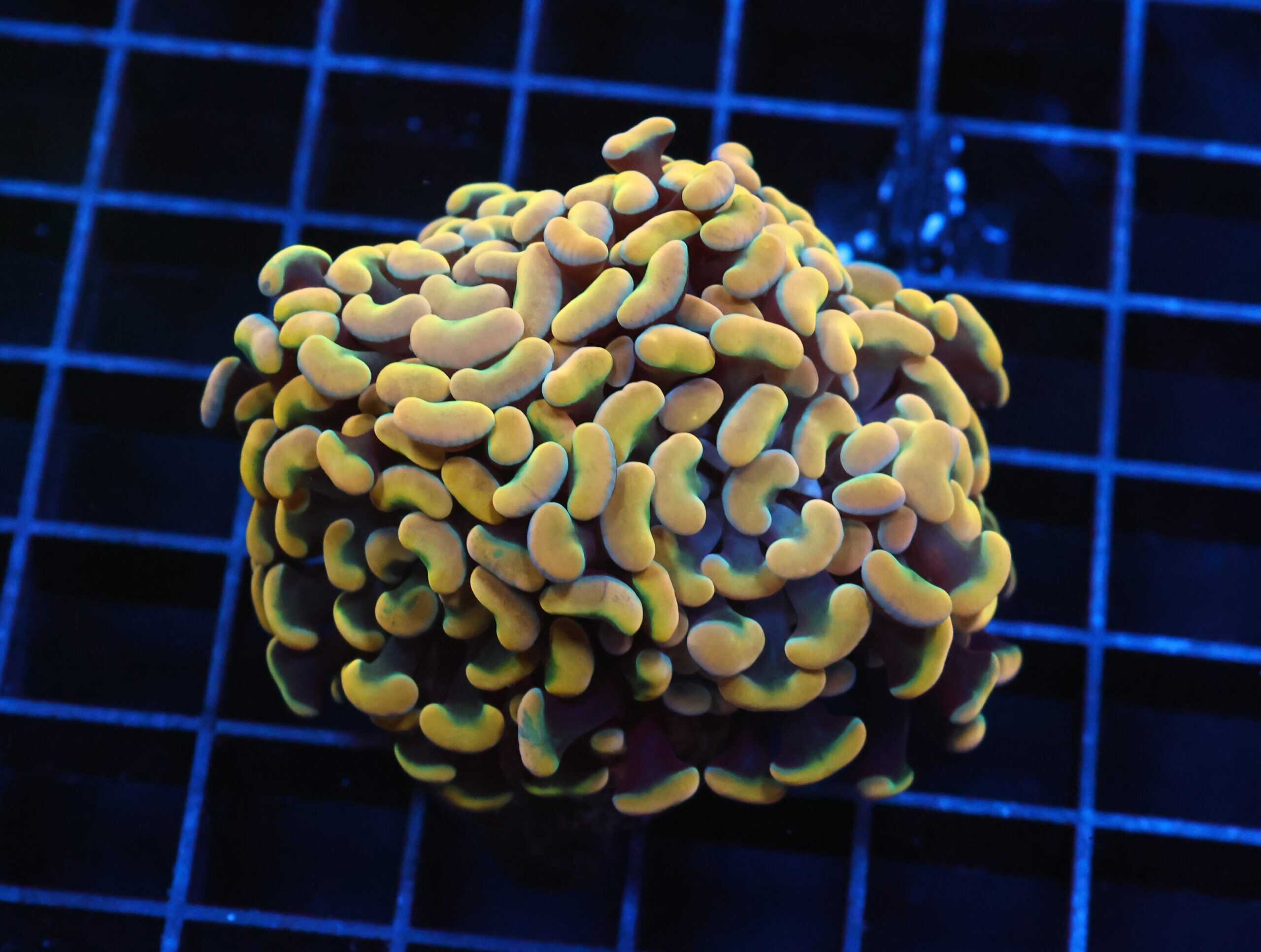 J116 - INDO HAMMER BRANCH RAINBOW GOLD 3 HEAD