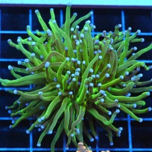 J127 - INDO TORCH GREEN 2 HEAD