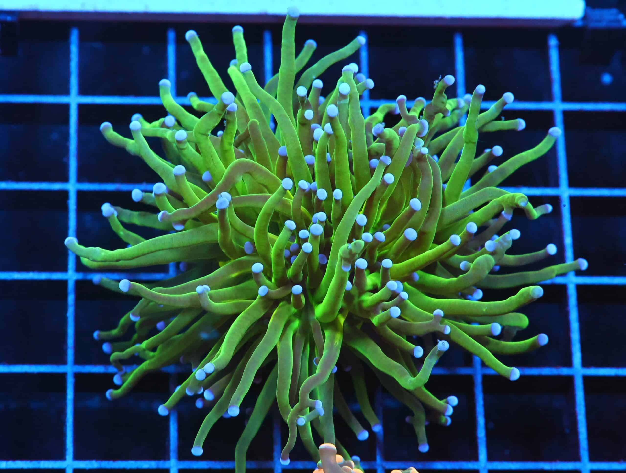 J127 - INDO TORCH GREEN 2 HEAD