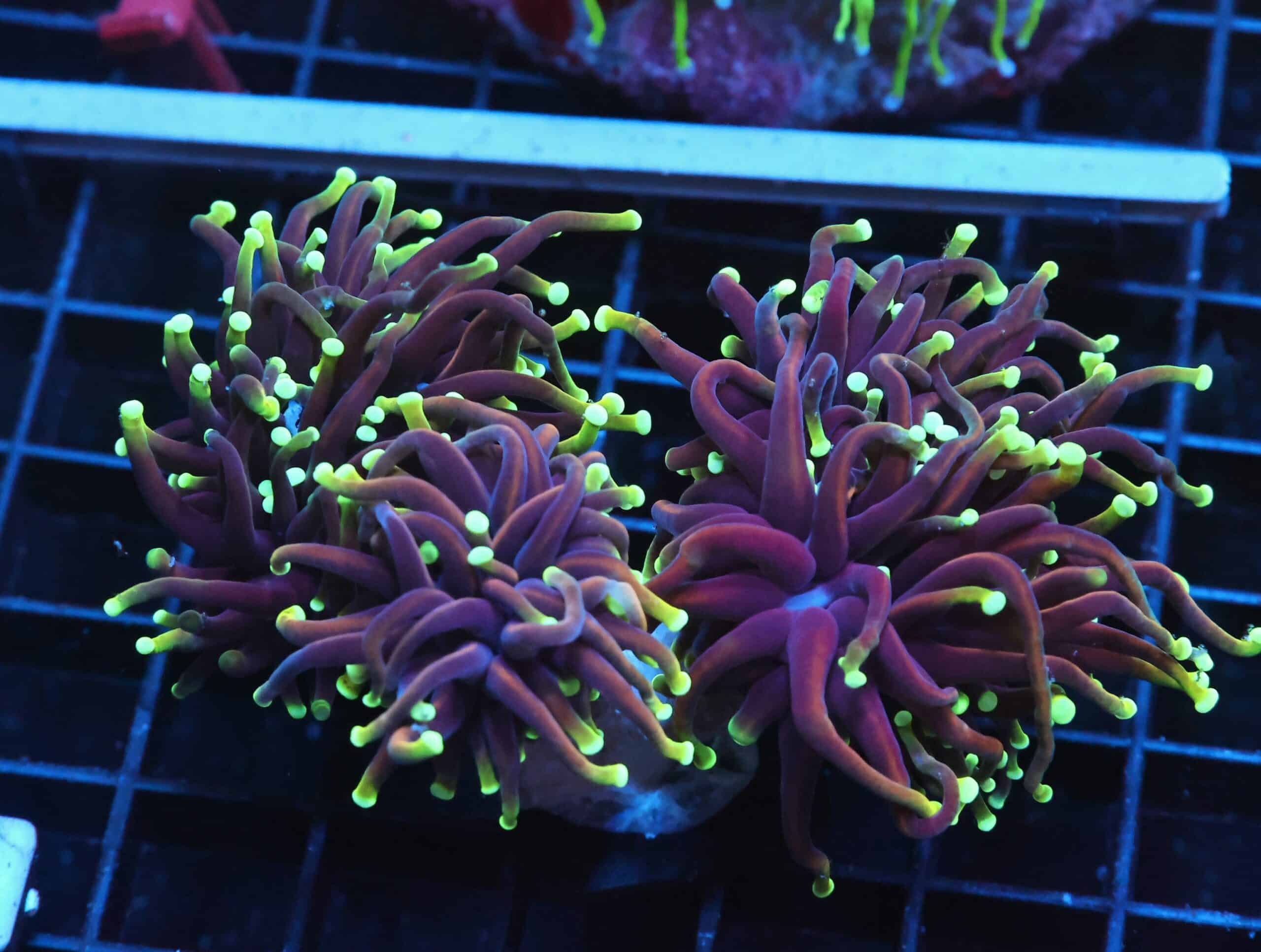 J17 - INDO TORCH DRAGON SOUL 3 HEAD