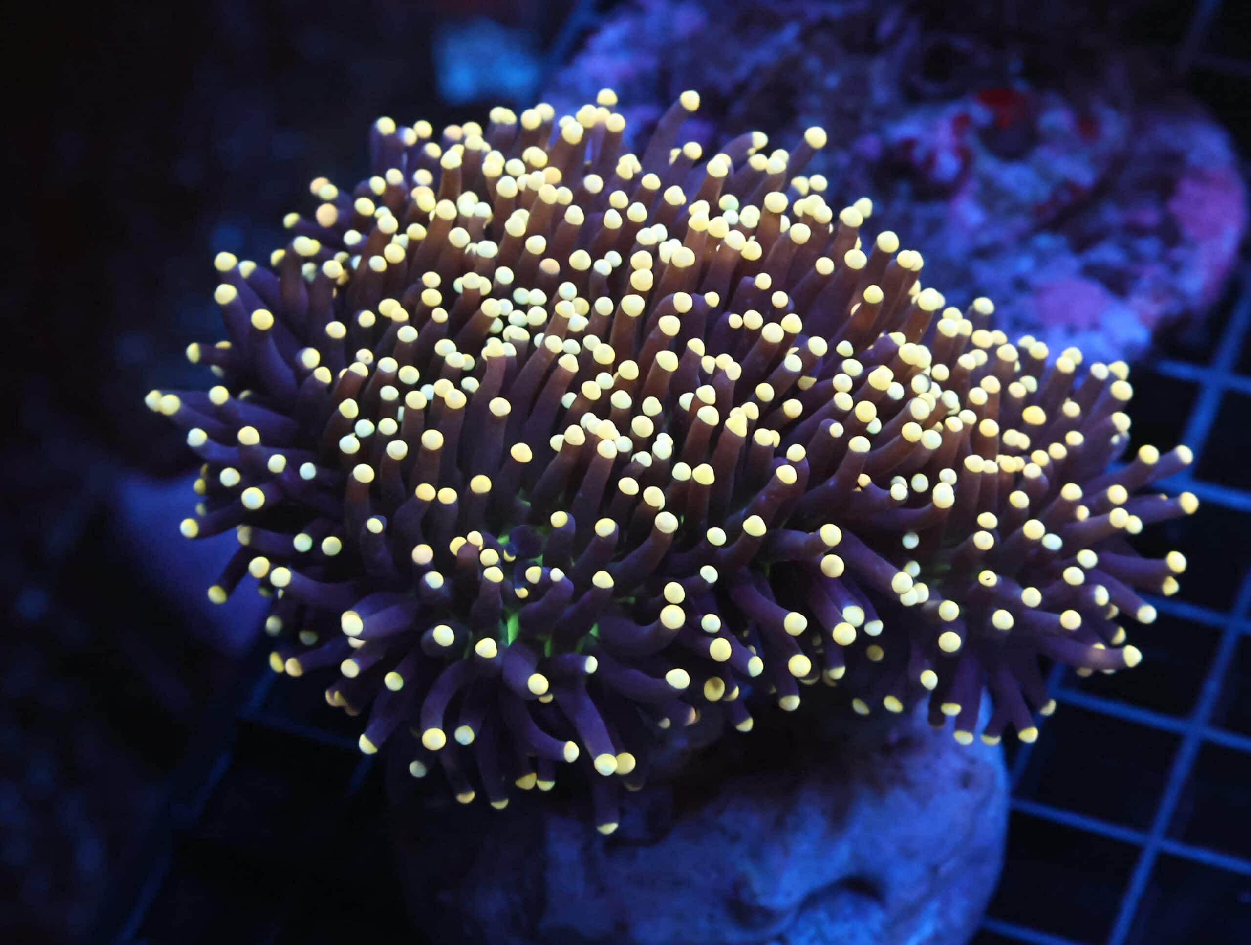 J21 - INDO TORCH BLACK LIGHT 7 HEAD