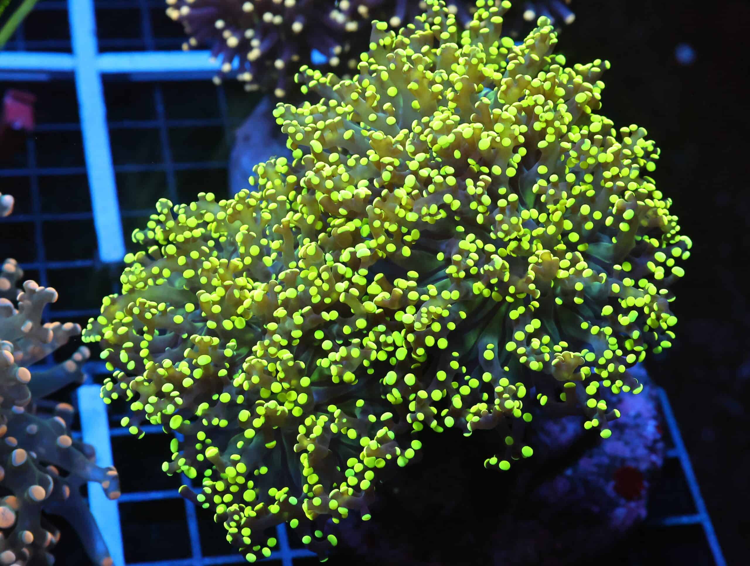 J26 - INDO FROGSPAWN BRANCH GAMMA RAY 3 HEAD