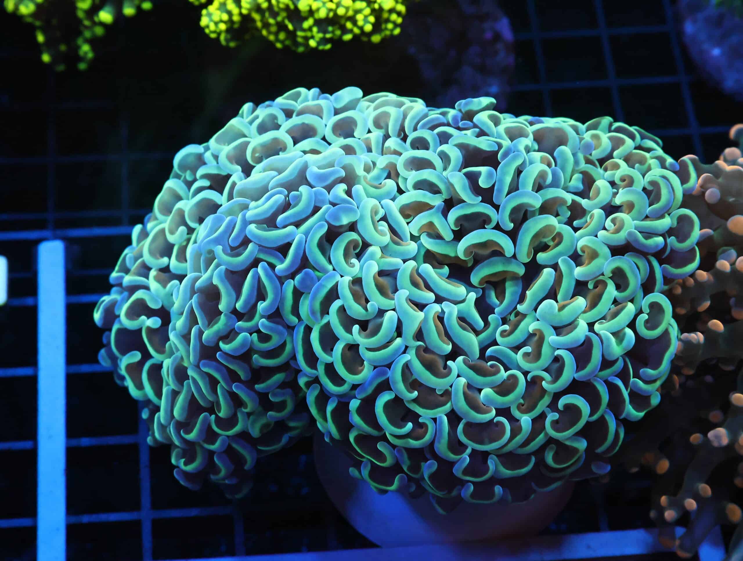 J28 - INDO HAMMER WALL GOLD STEM