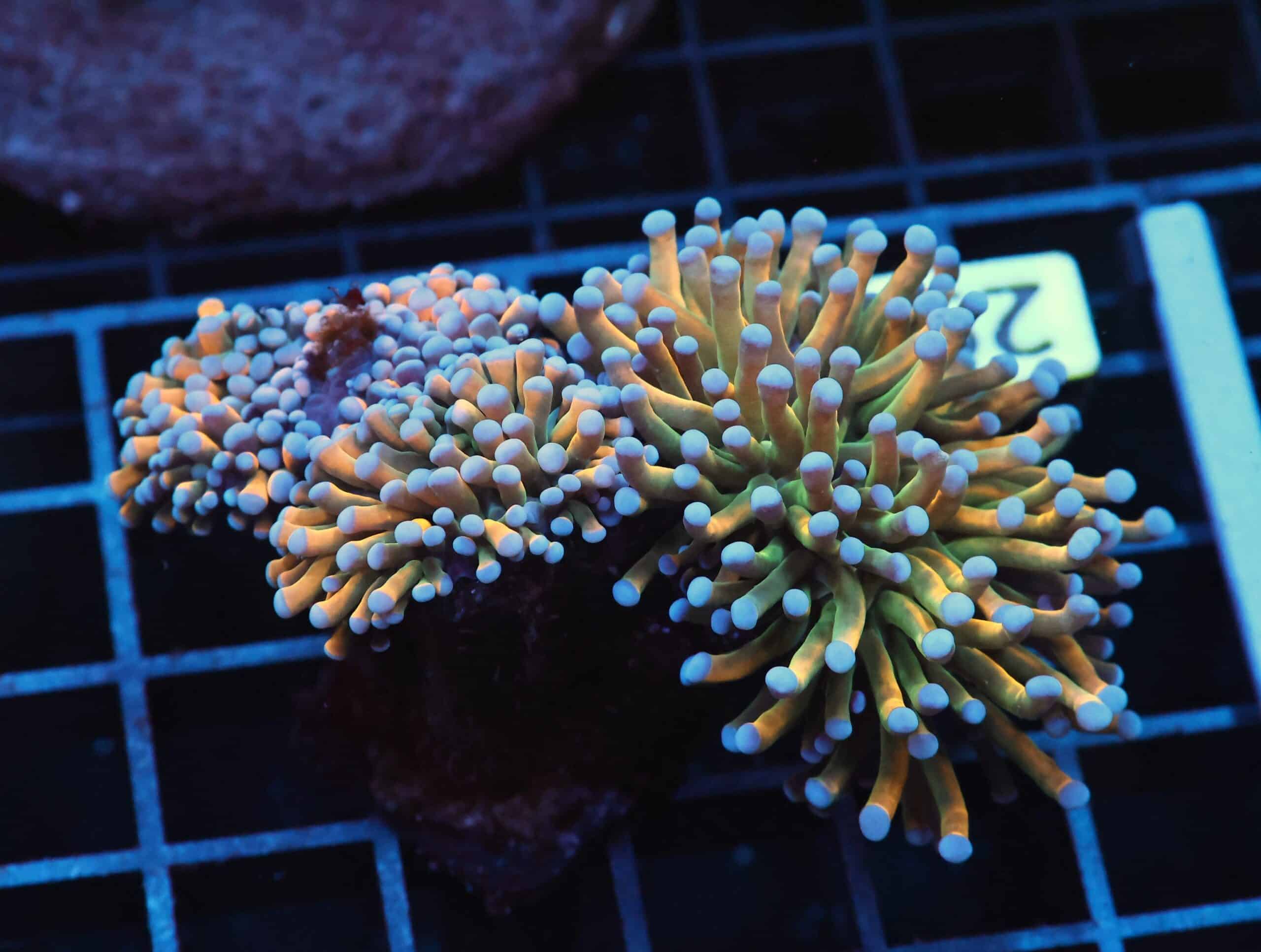 J29 - MALAYSIAN TORCH GRAIL VARIANT 3 HEAD