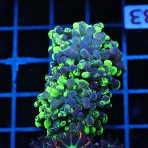 J33 - INDO HAMMER BRANCH TOXIC SPLATTER 2 HEAD