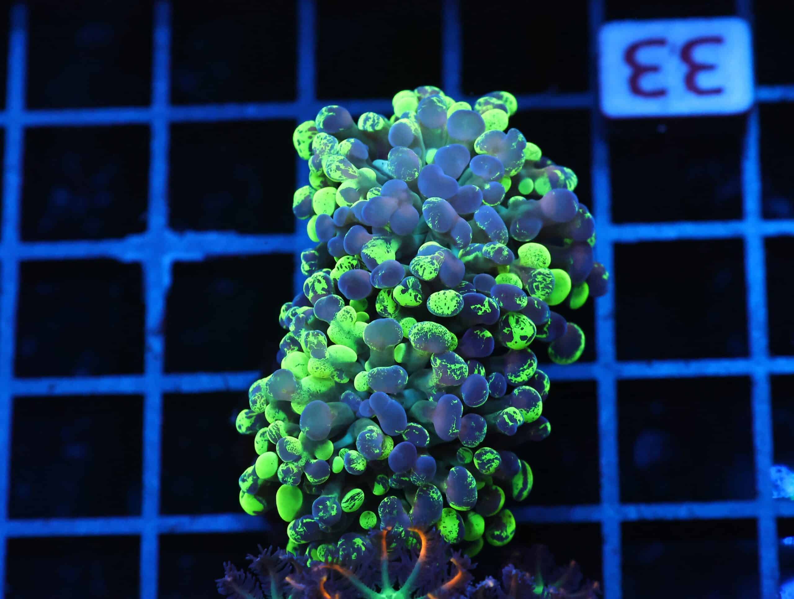 J33 - INDO HAMMER BRANCH TOXIC SPLATTER 2 HEAD