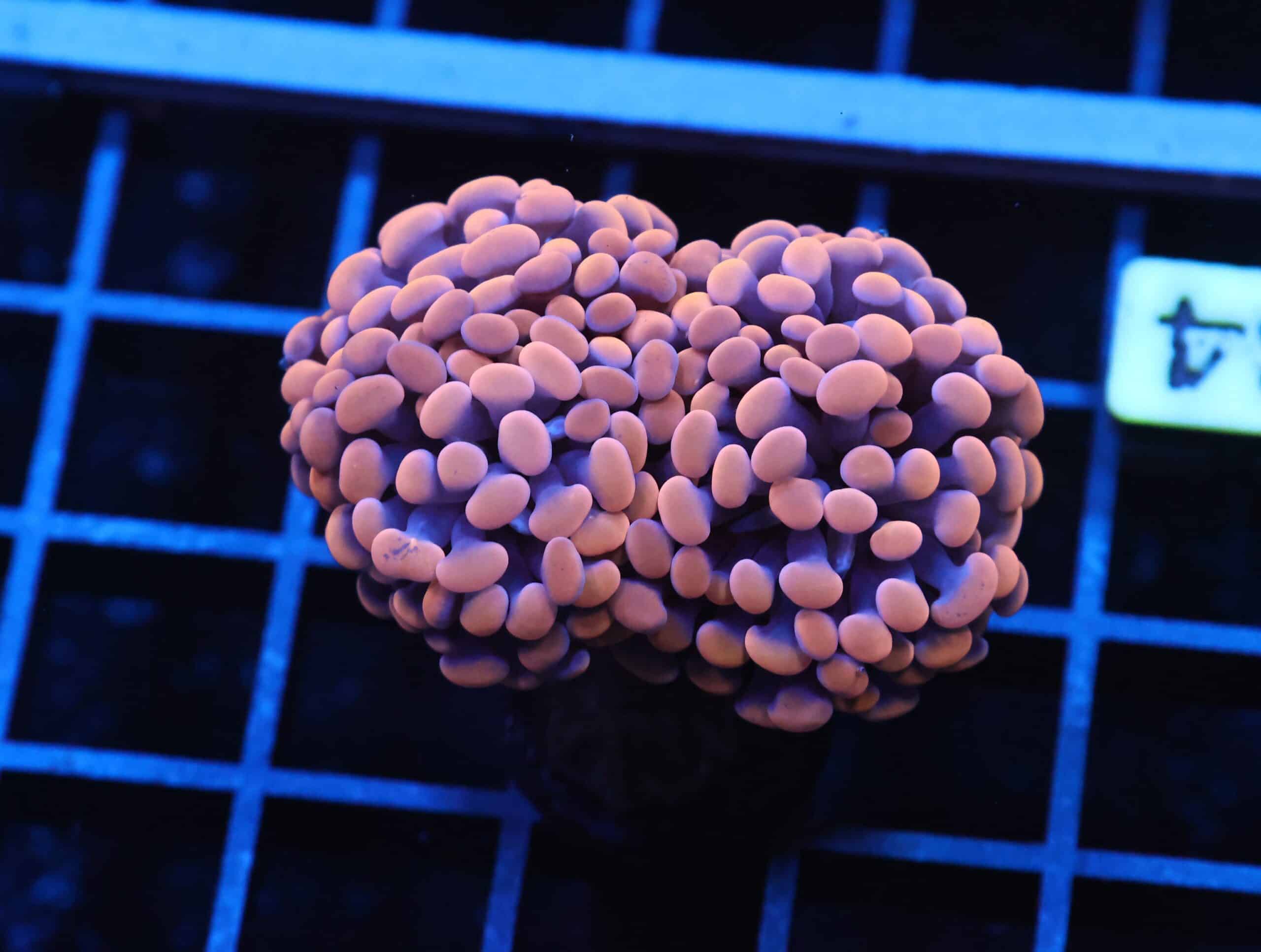 J34 - INDO HAMMER BRANCH ORANGE 3 HEAD