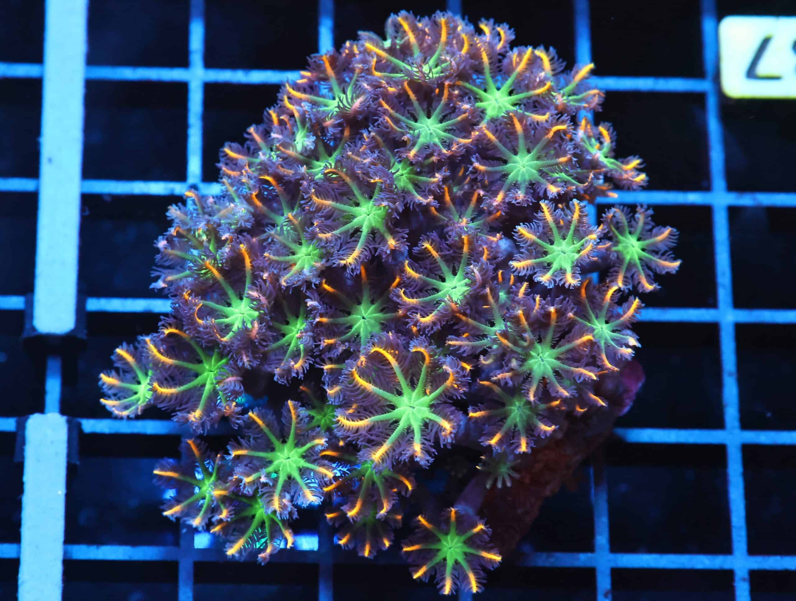 J37 - INDO GLOVE POLYP FIREWORKS