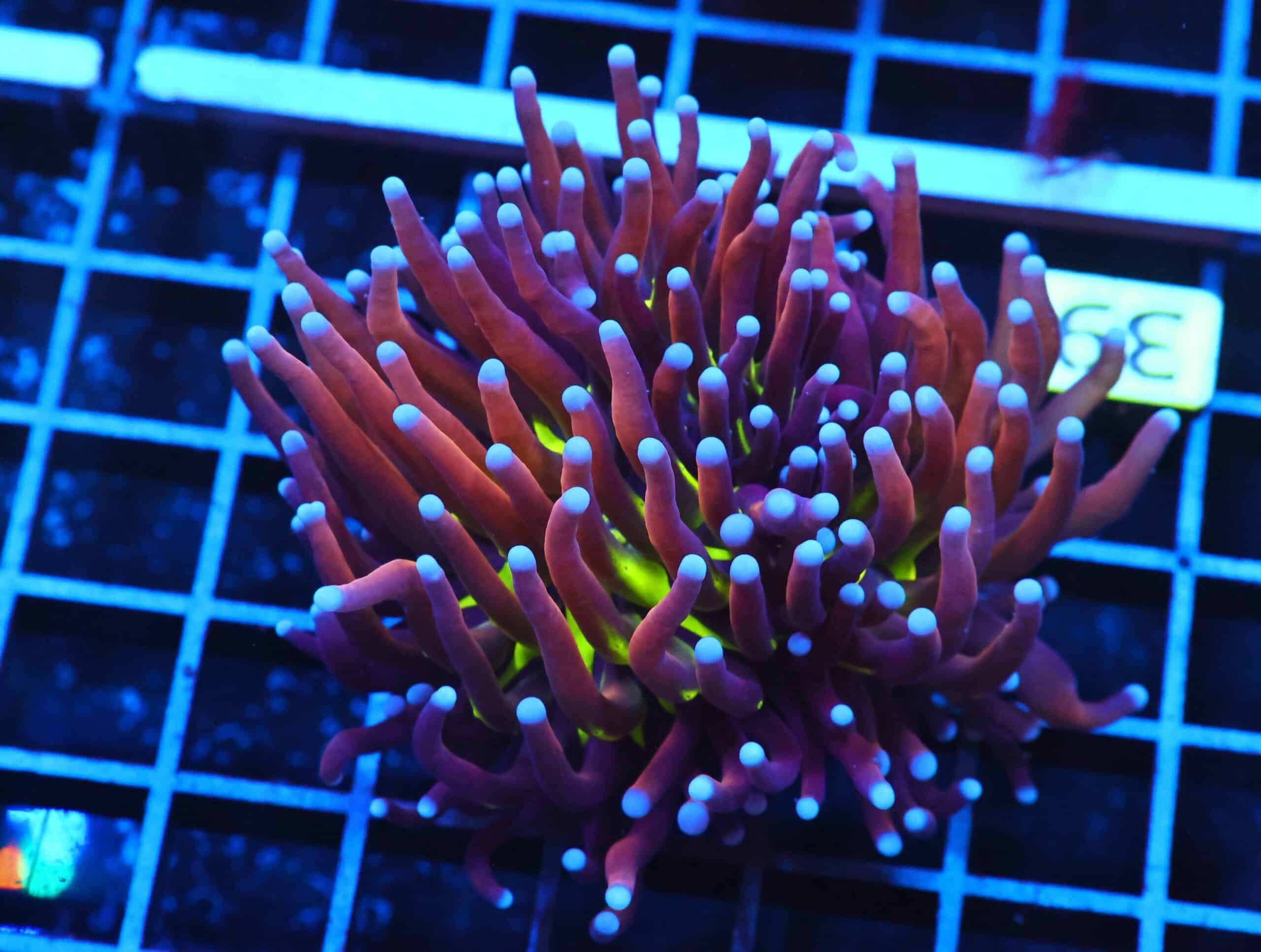 J39 - MALAYSIAN TORCH GOLD TIGER 1 HEAD