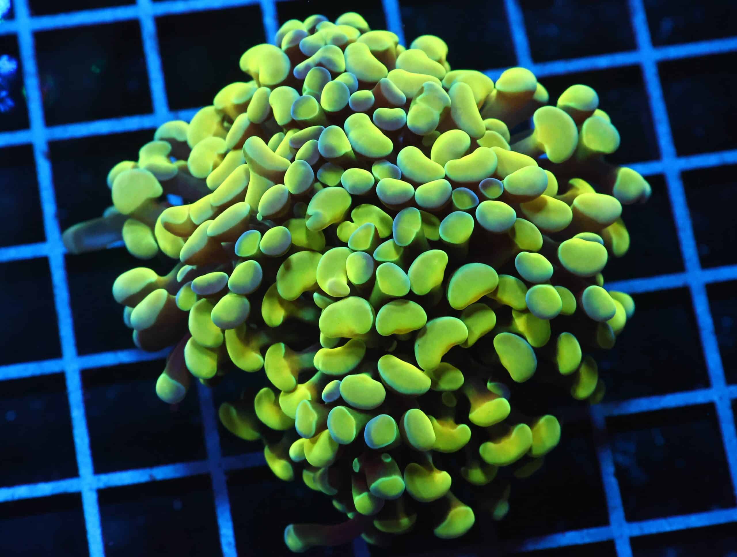 J42 - INDO HAMMER BRANCH GOLD 3 HEAD