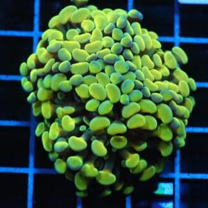 J43 - INDO HAMMER BRANCH GOLD 3 HEAD