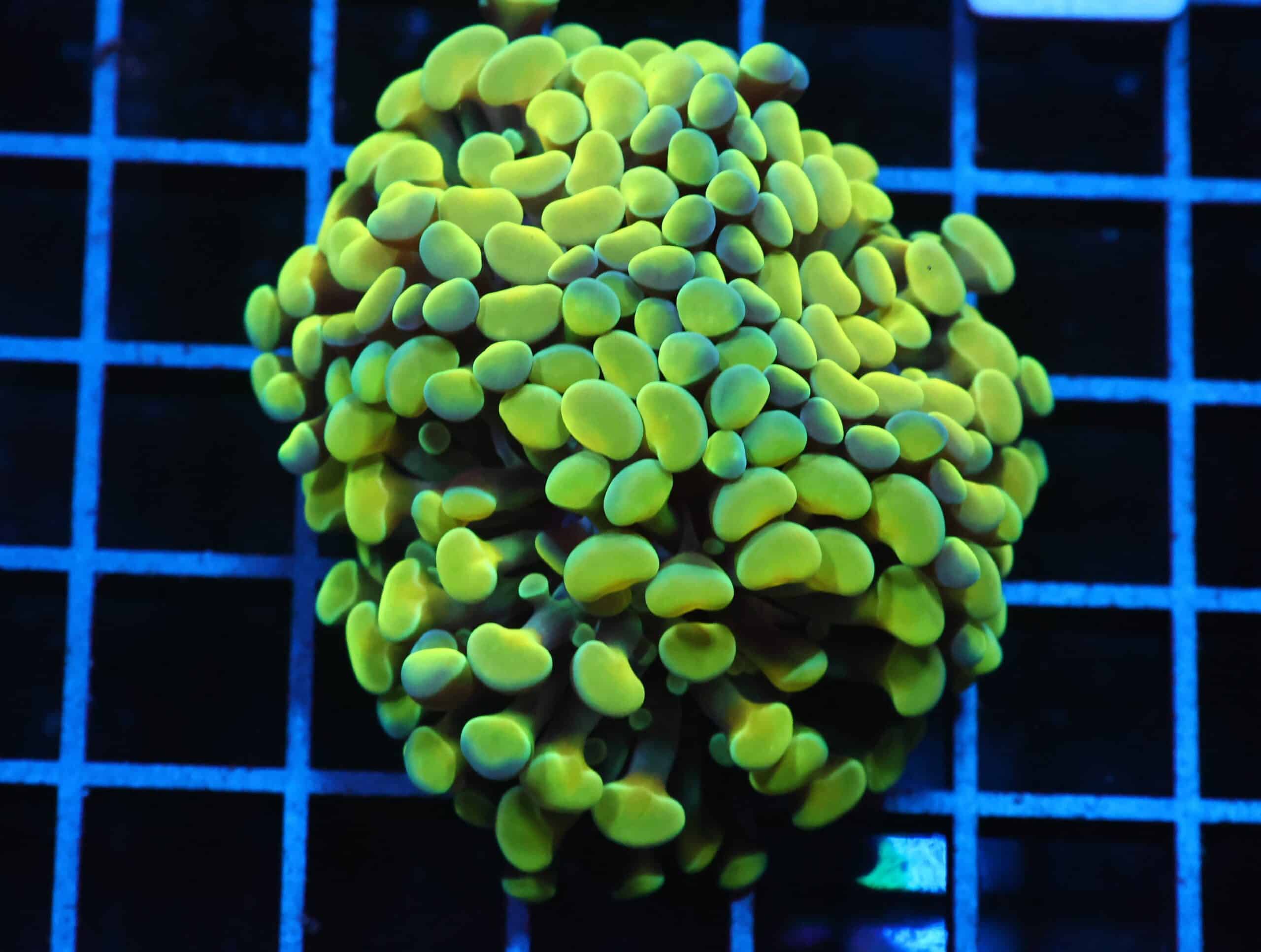 J43 - INDO HAMMER BRANCH GOLD 3 HEAD