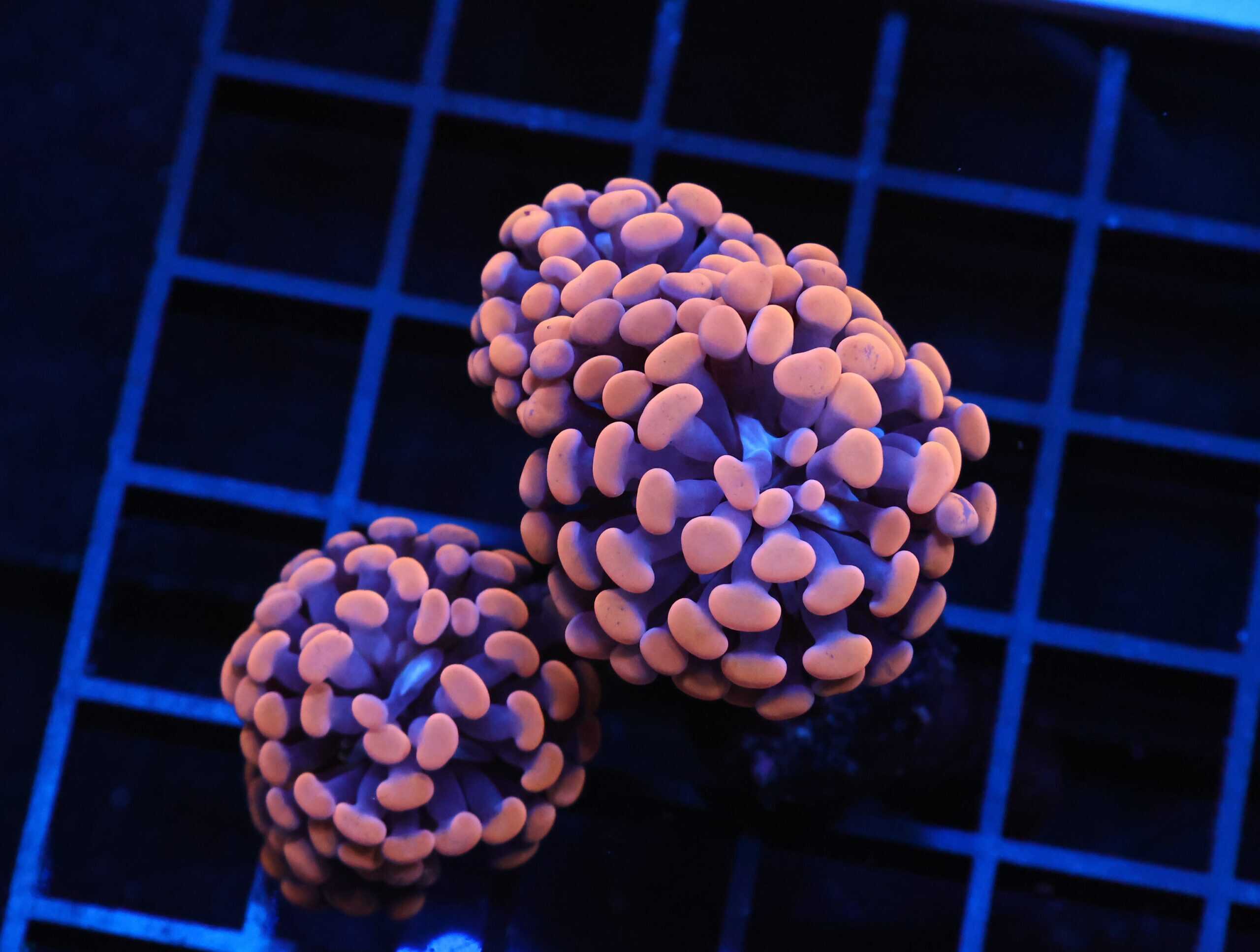 J56 - INDO HAMMER BRANCH ORANGE 3 HEAD