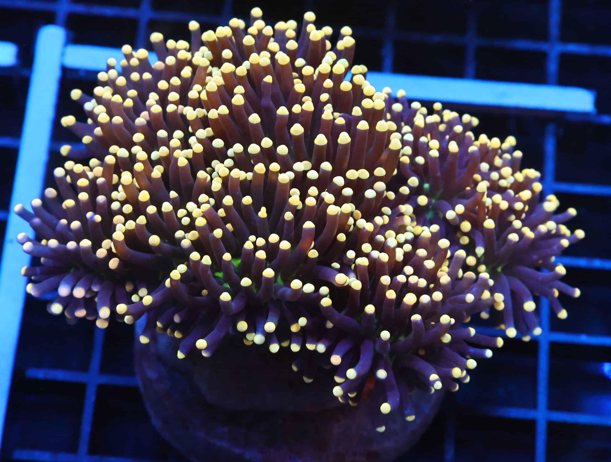 J63 - INDO TORCH BLACK LIGHT 8 HEAD