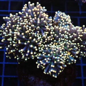 J67 - INDO TORCH BLACK LIGHT 8 HEAD