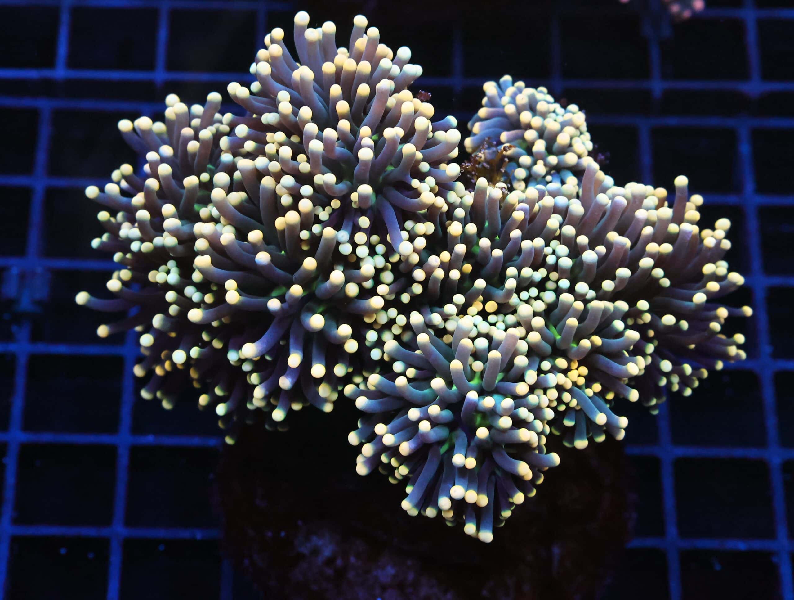 J67 - INDO TORCH BLACK LIGHT 8 HEAD