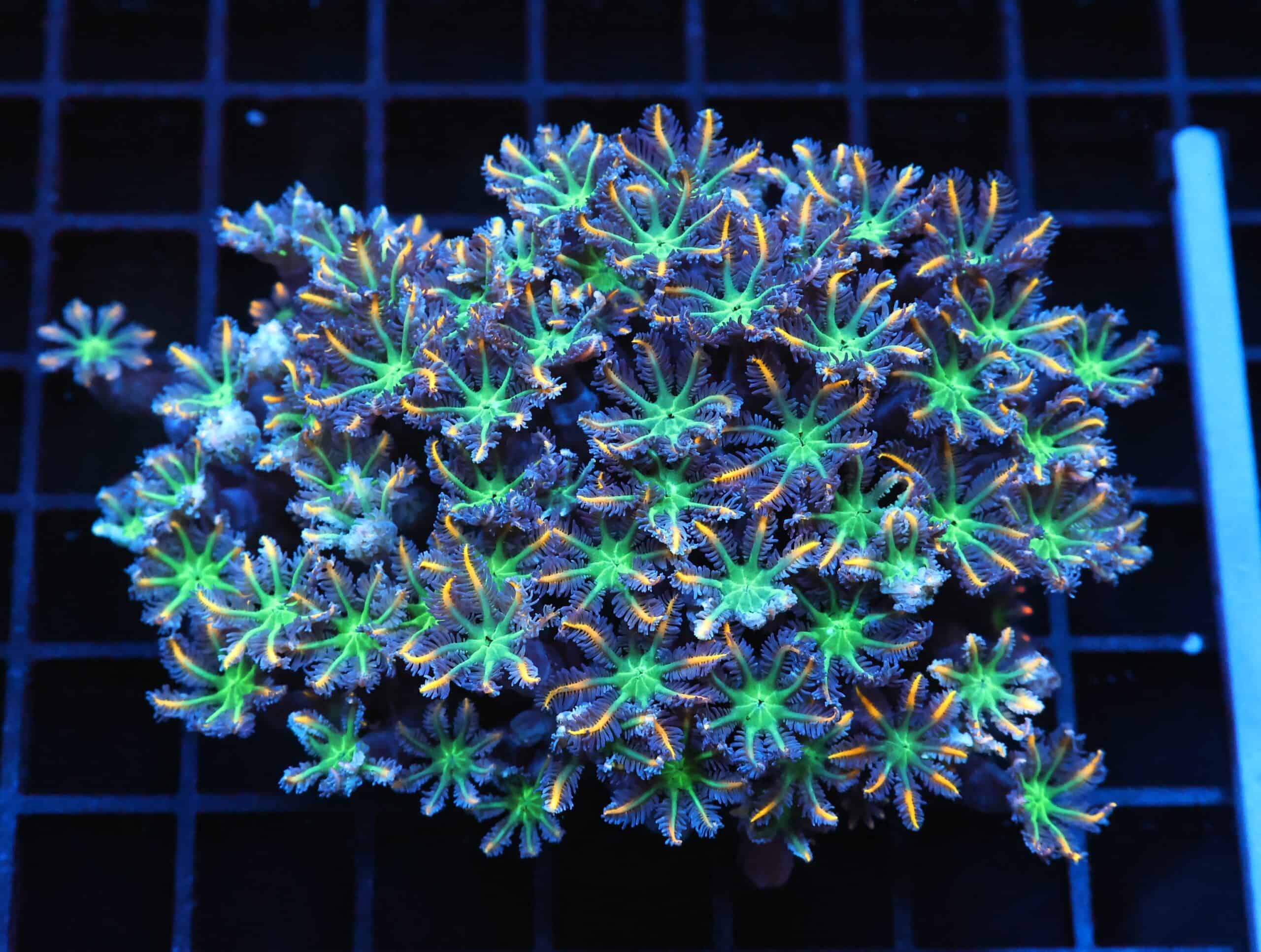 J68 - INDO GLOVE POLYP FIREWORKS