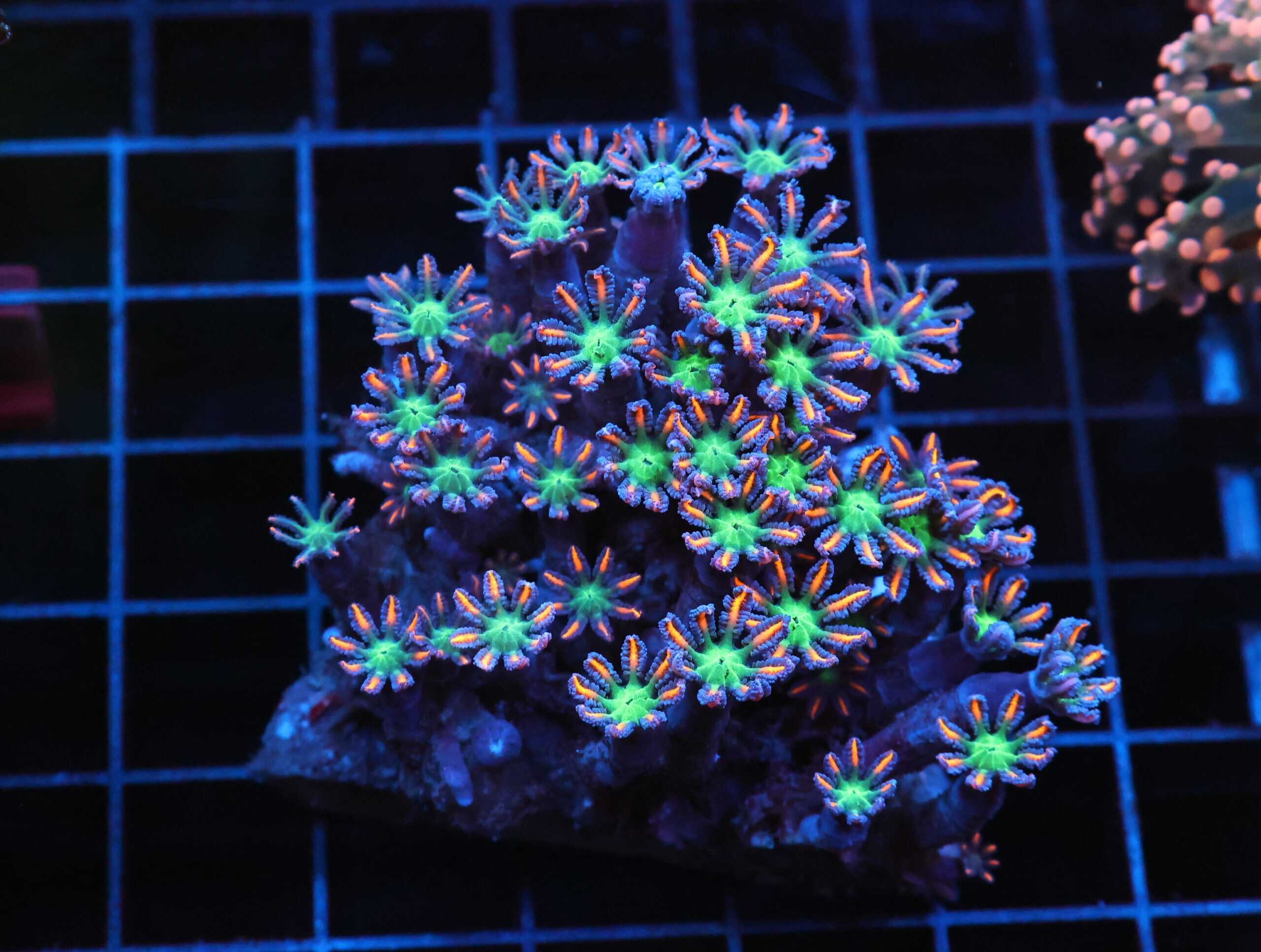 J73 - INDO GLOVE POLYP FIREWORKS