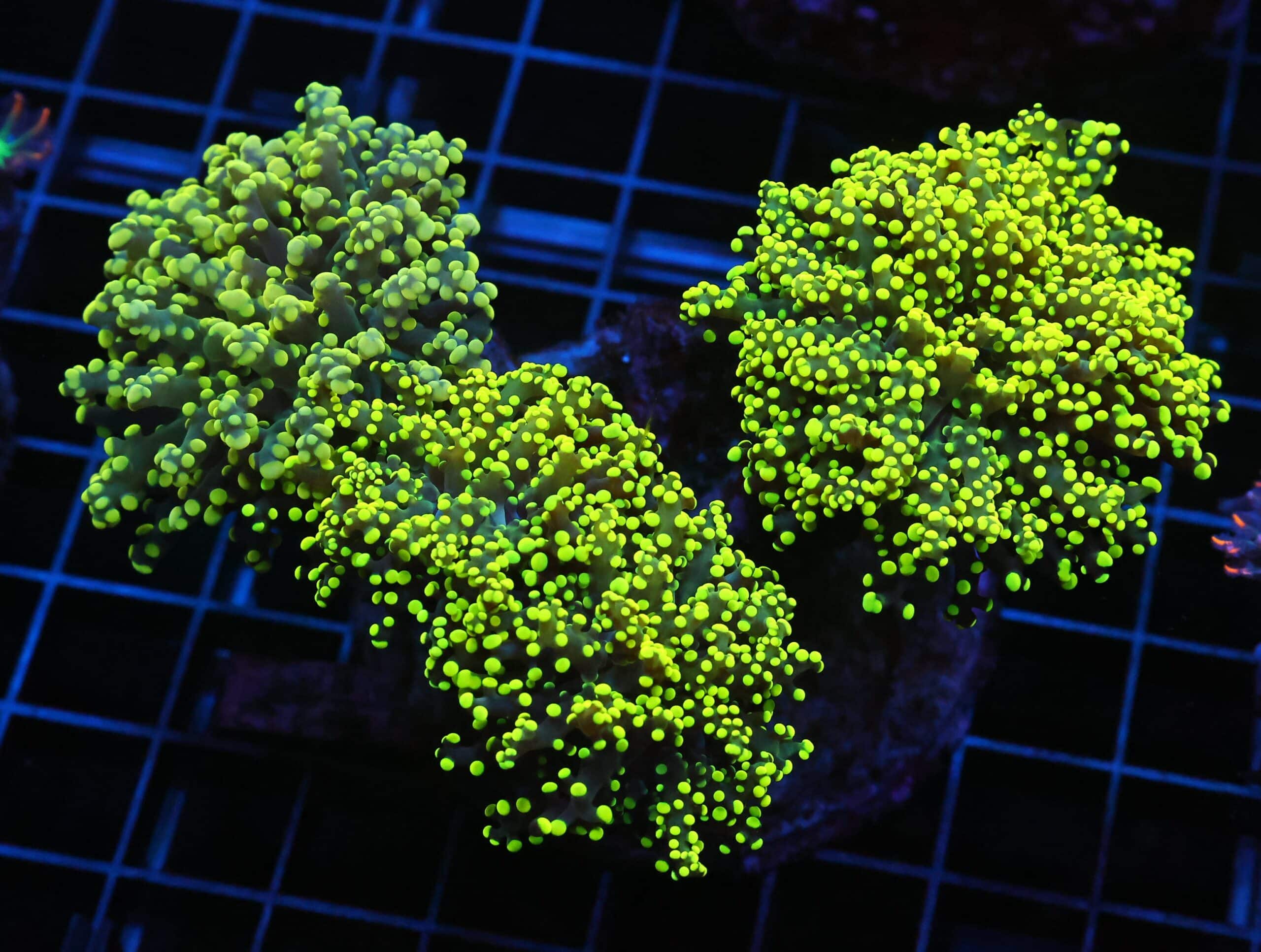 J79 - INDO FROGSPAWN BRANCH GAMMA RAY 4 HEAD