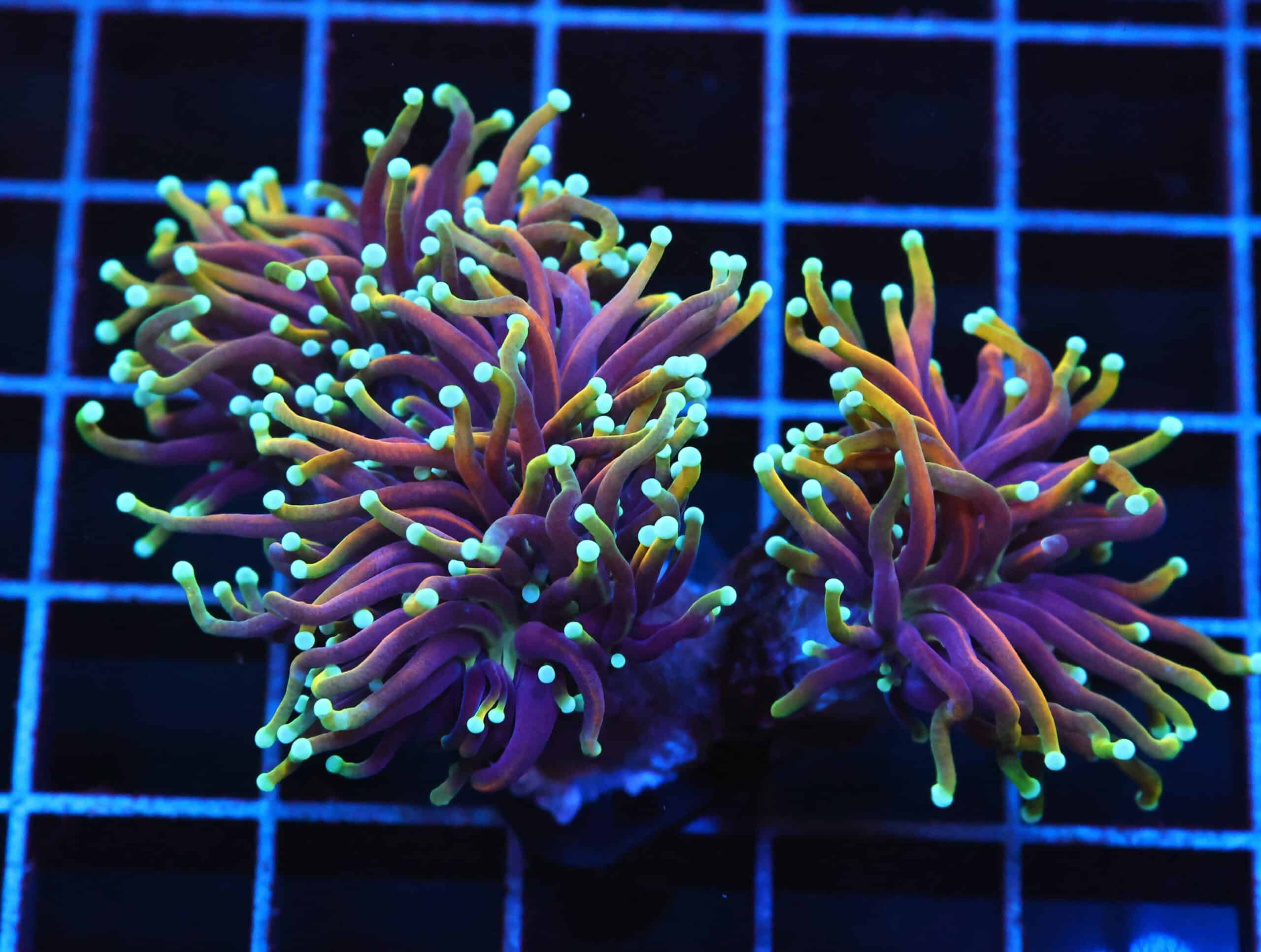 J77 - INDO TORCH HELLFIRE 3 HEAD