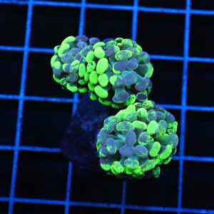 J82 - INDO HAMMER BRANCH TOXIC SPLATTER 3 HEAD