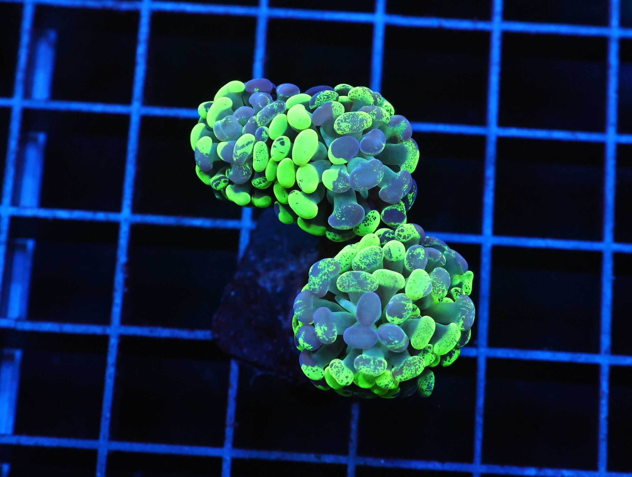 J82 - INDO HAMMER BRANCH TOXIC SPLATTER 3 HEAD