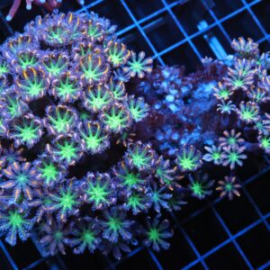 J88 - INDO GLOVE POLYP FIREWORKS