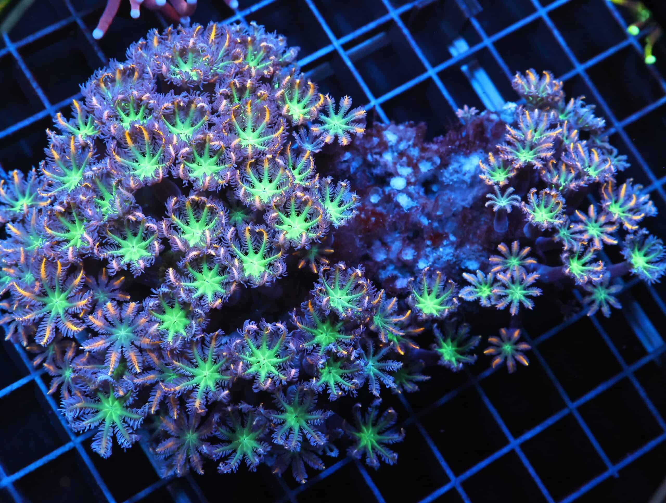 J88 - INDO GLOVE POLYP FIREWORKS