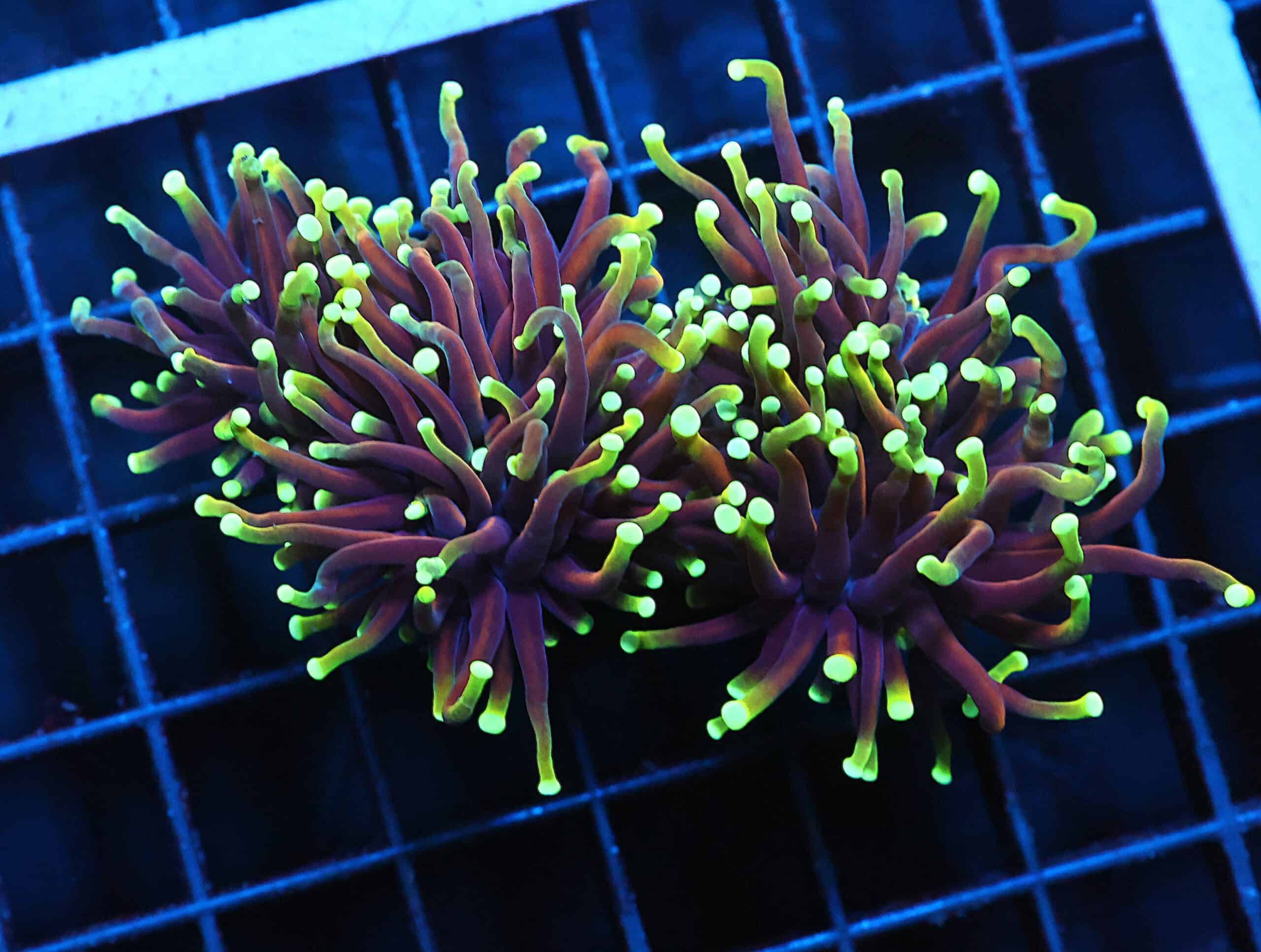 J93 - INDO TORCH DRAGON SOUL 3 HEAD