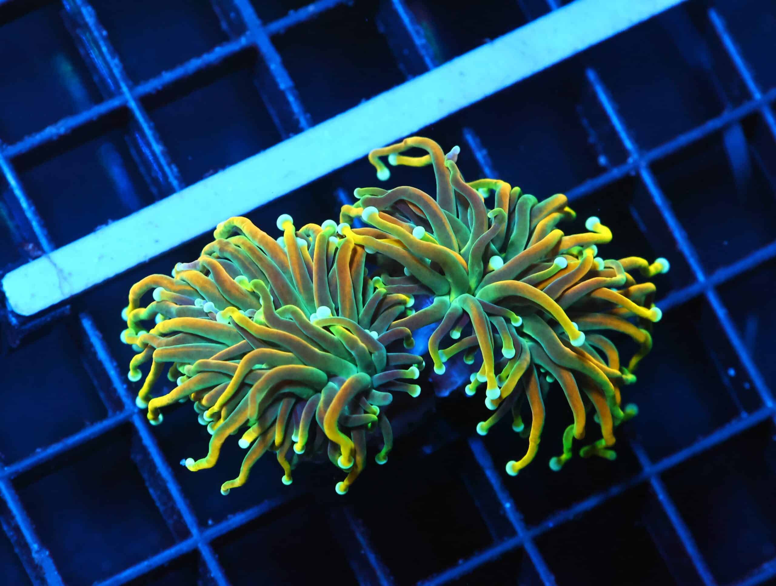 J95 - MALAYSIAN TORCH GRAIL VARIANT 2 HEAD