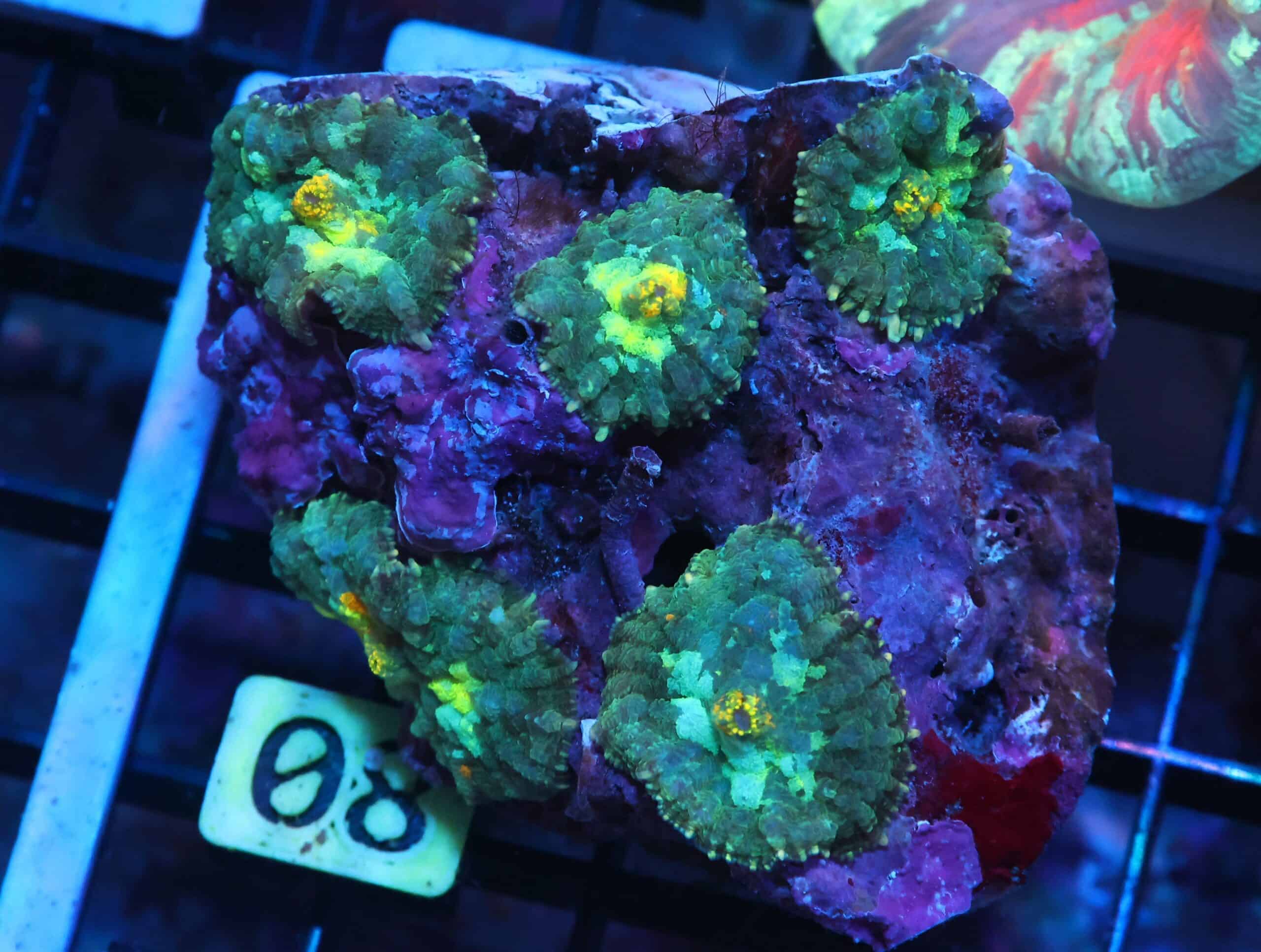 K08 - GOLD BLAST RHODACTIS MUSHROOM