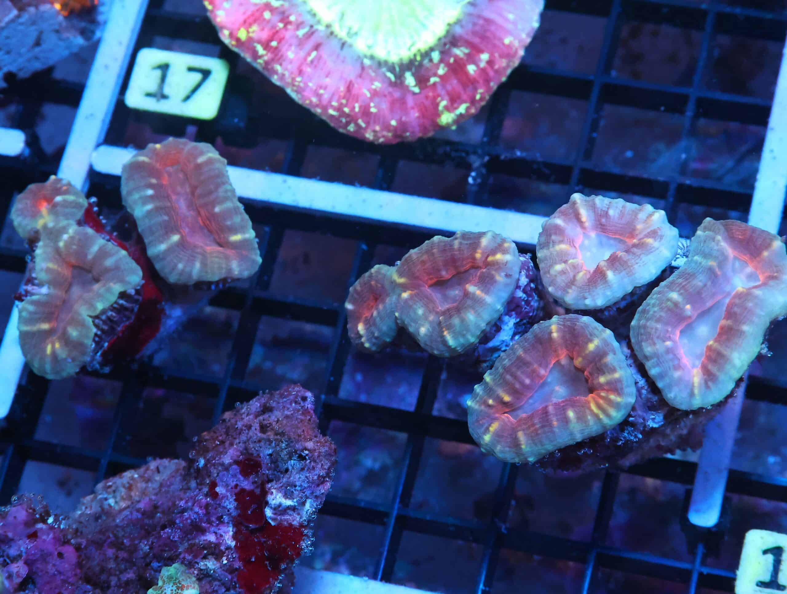 K12 - 2PK INDO RED CORE LOBO