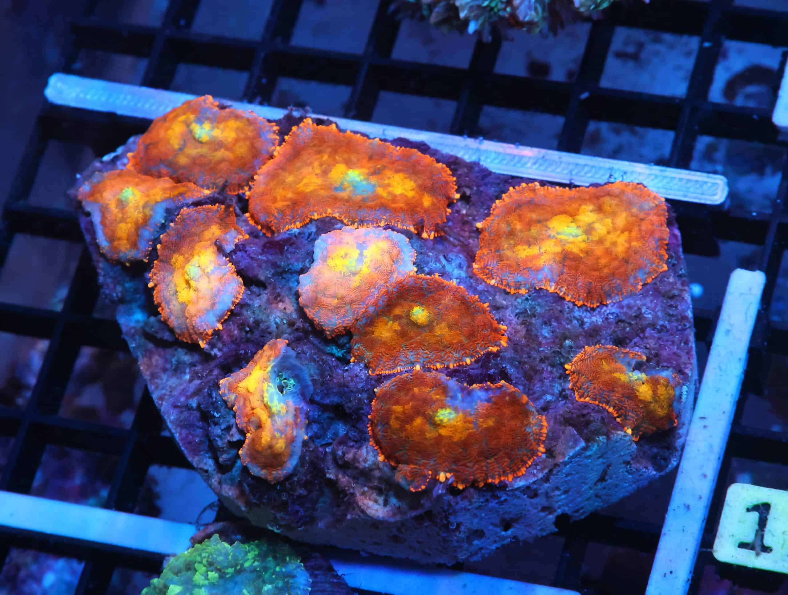 K16 - FLORDIA ORANGE RHODACTIS MUSHROOM