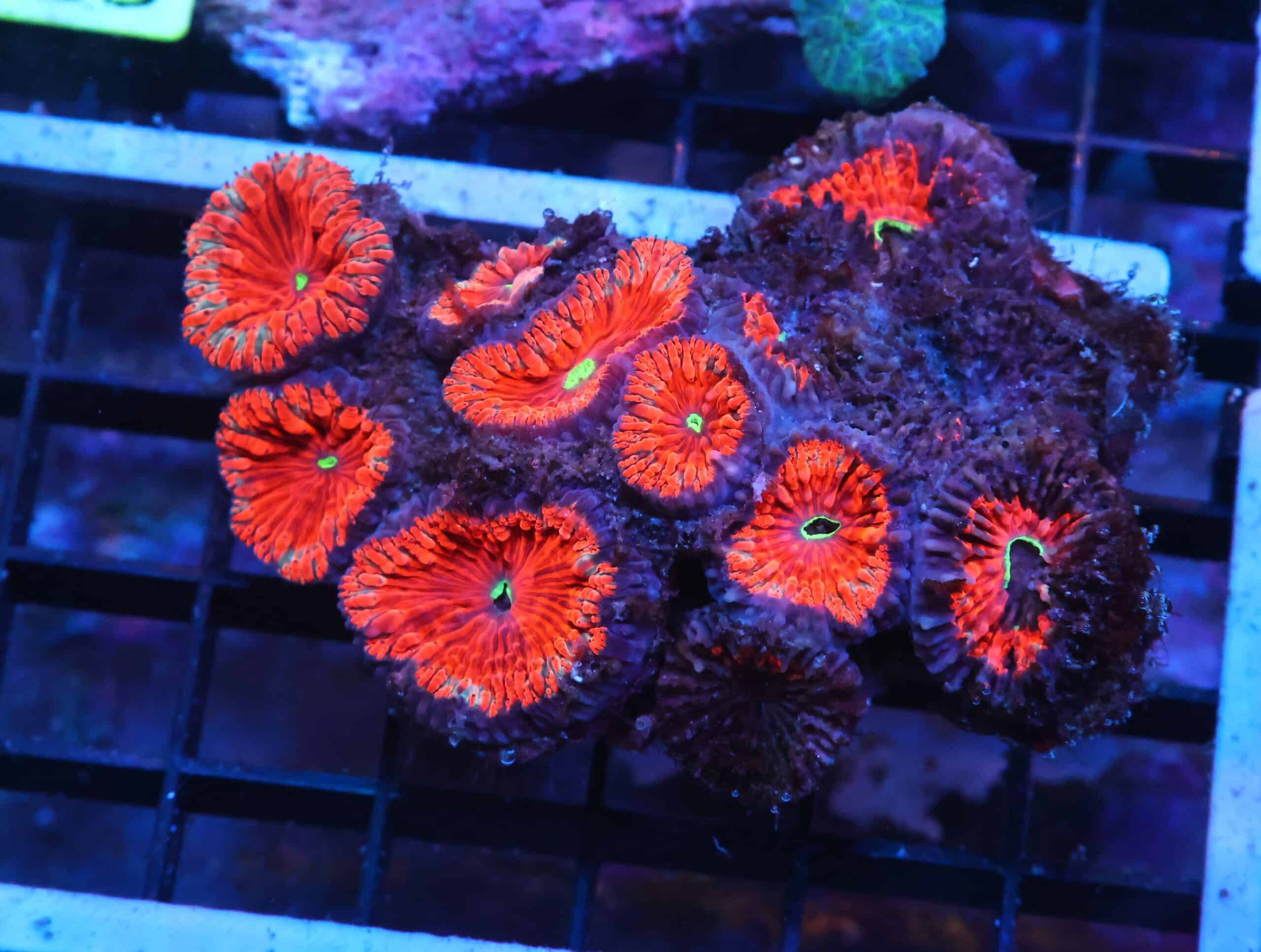 K18 - INDO RUBY RED BLASTO