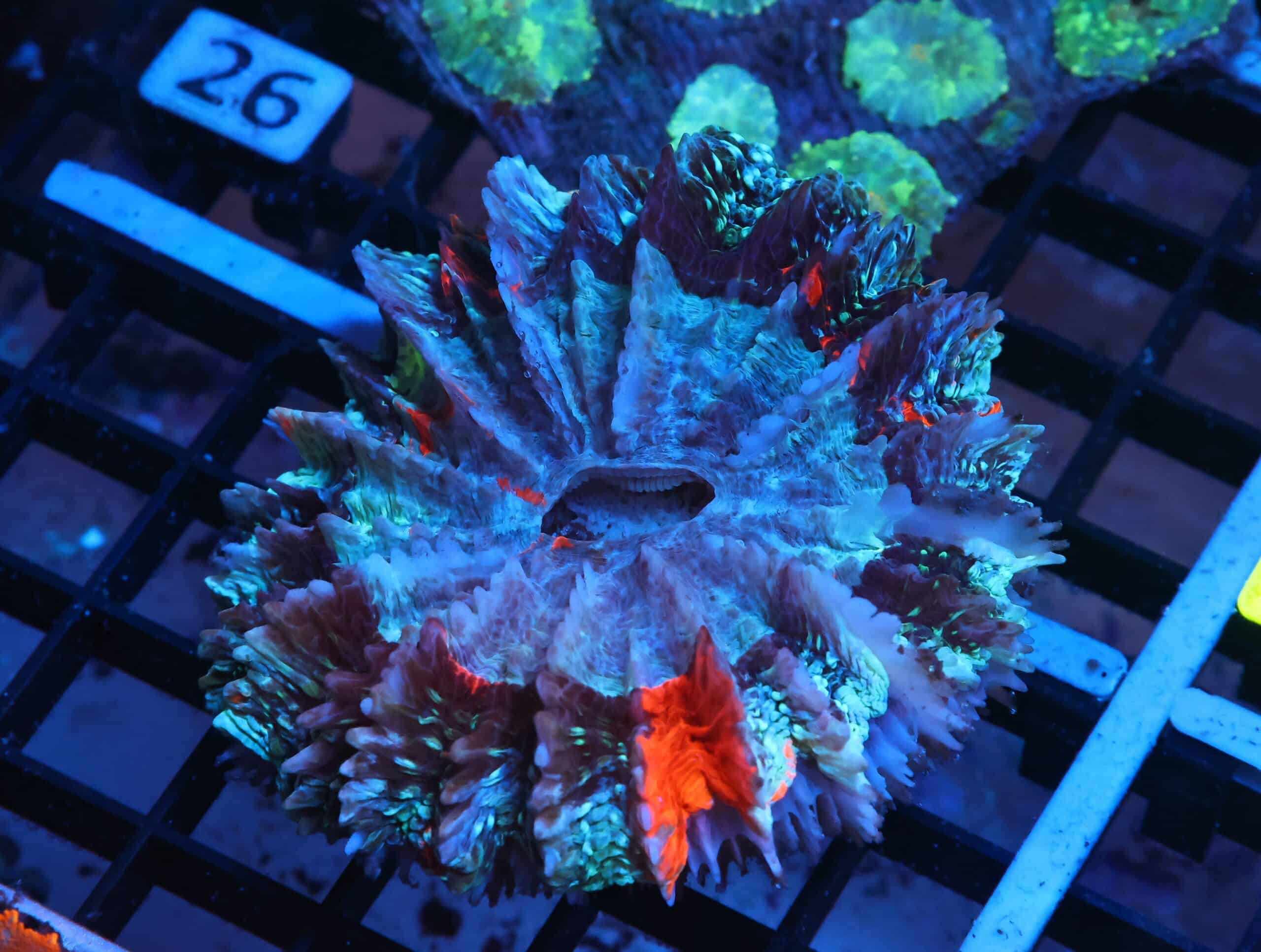 K21 - MALAYSIAN RED STRIPE ACANTHOPHYLLIA