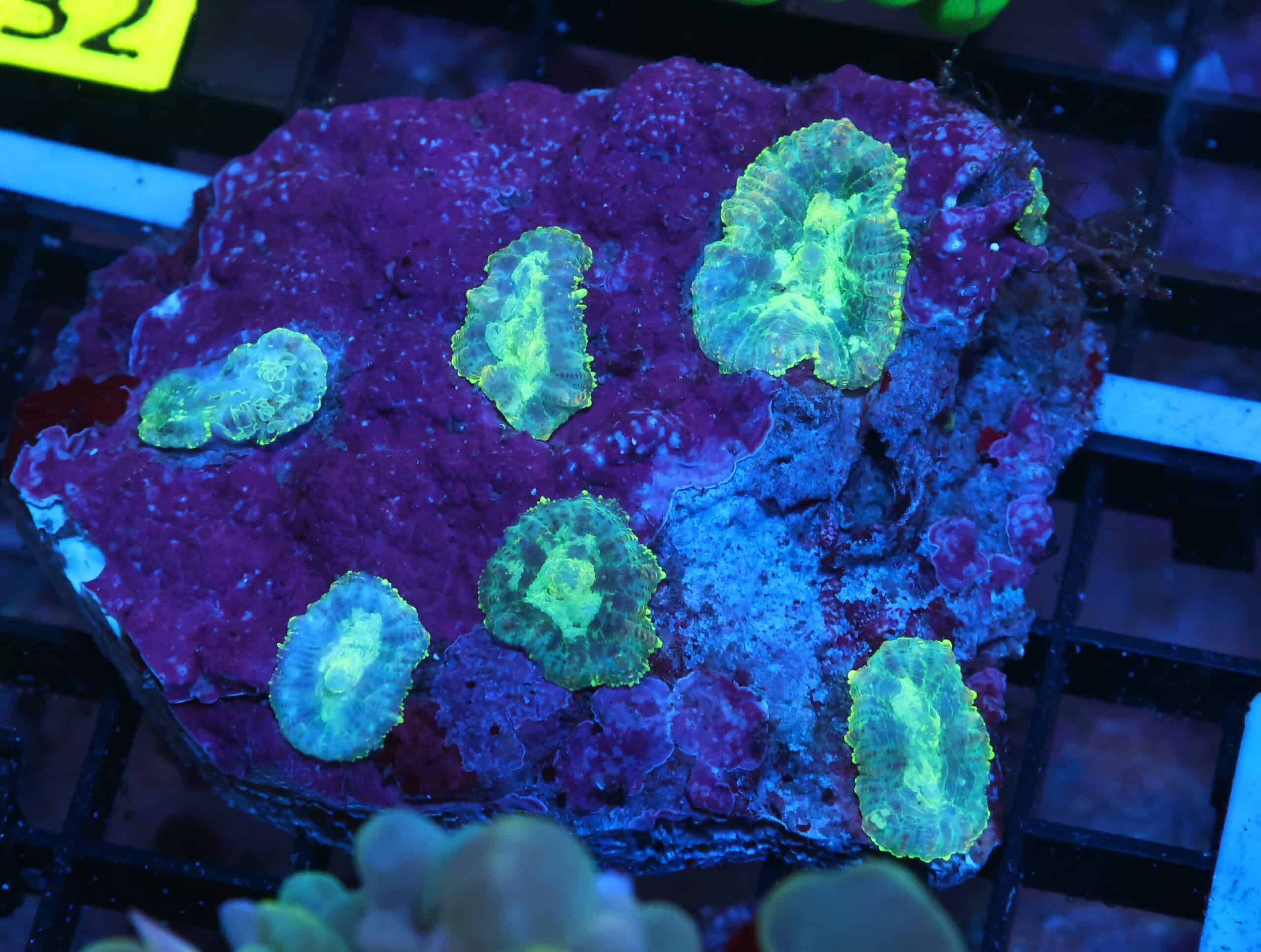 K27 - JUNGLE BOOK RHODACTIS MUSHROOM