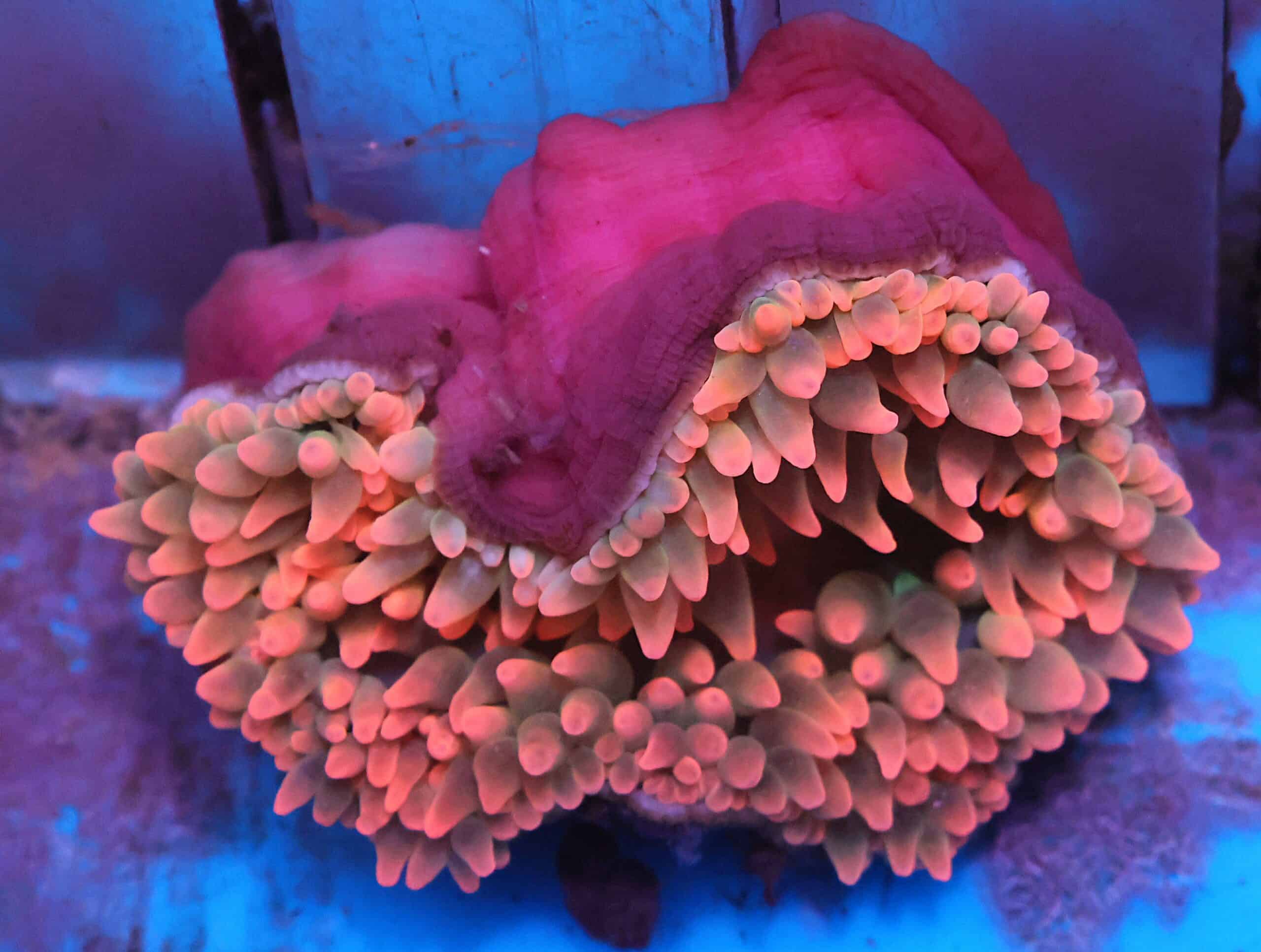 M06 - ROSE BUBBLE ANEMONE LG