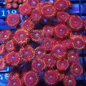 X114 - INDO RED MAGICIAN ZOA