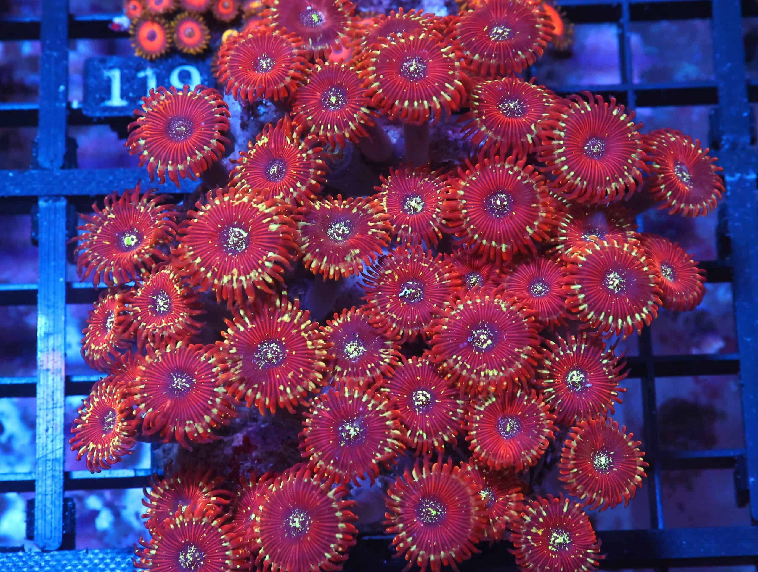 X114 - INDO RED MAGICIAN ZOA