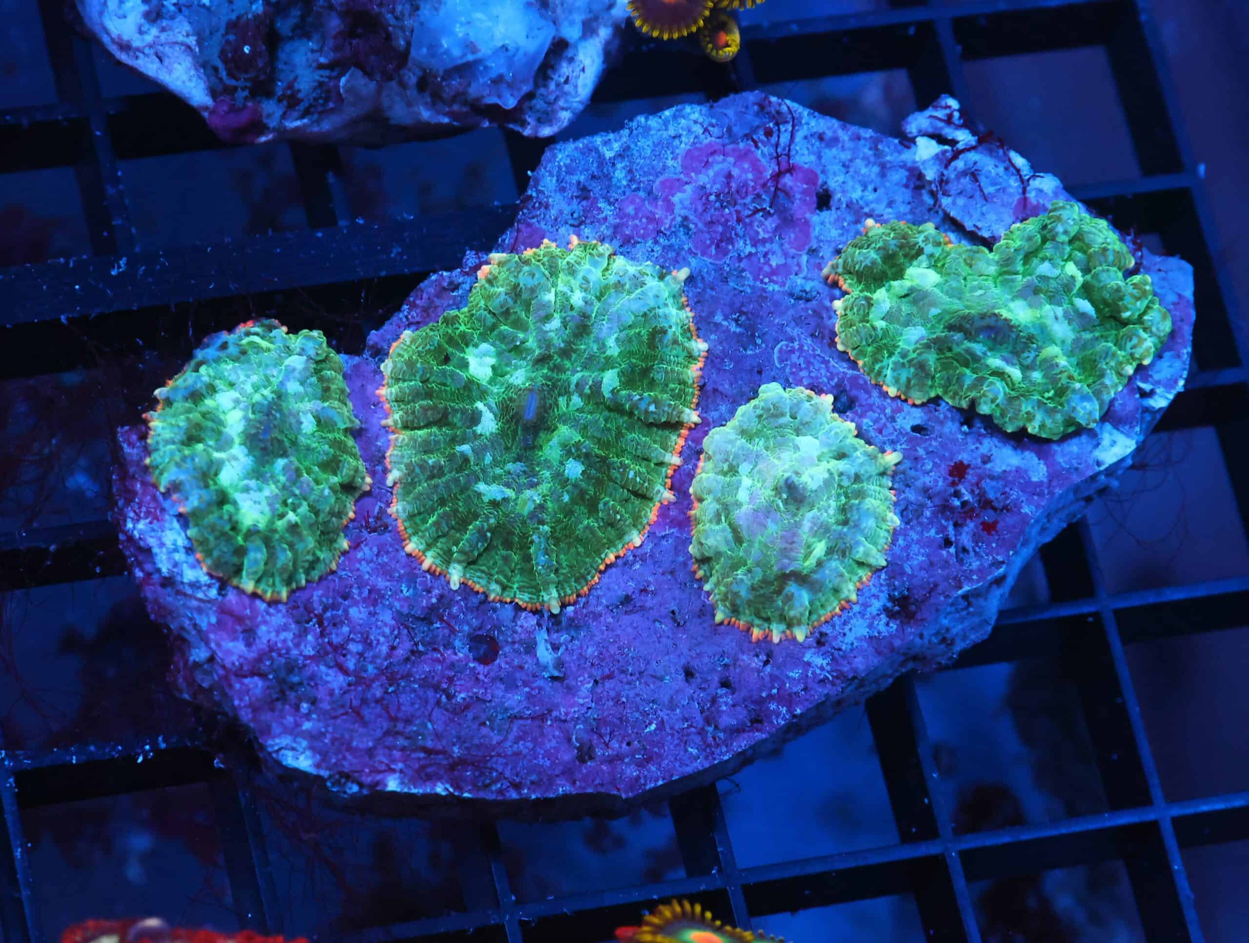 X120 - PINK RIM RHODACTIS MUSHROOM