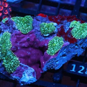 X127 - WHITE SPECKLED RHODACTIS MUSHROOM