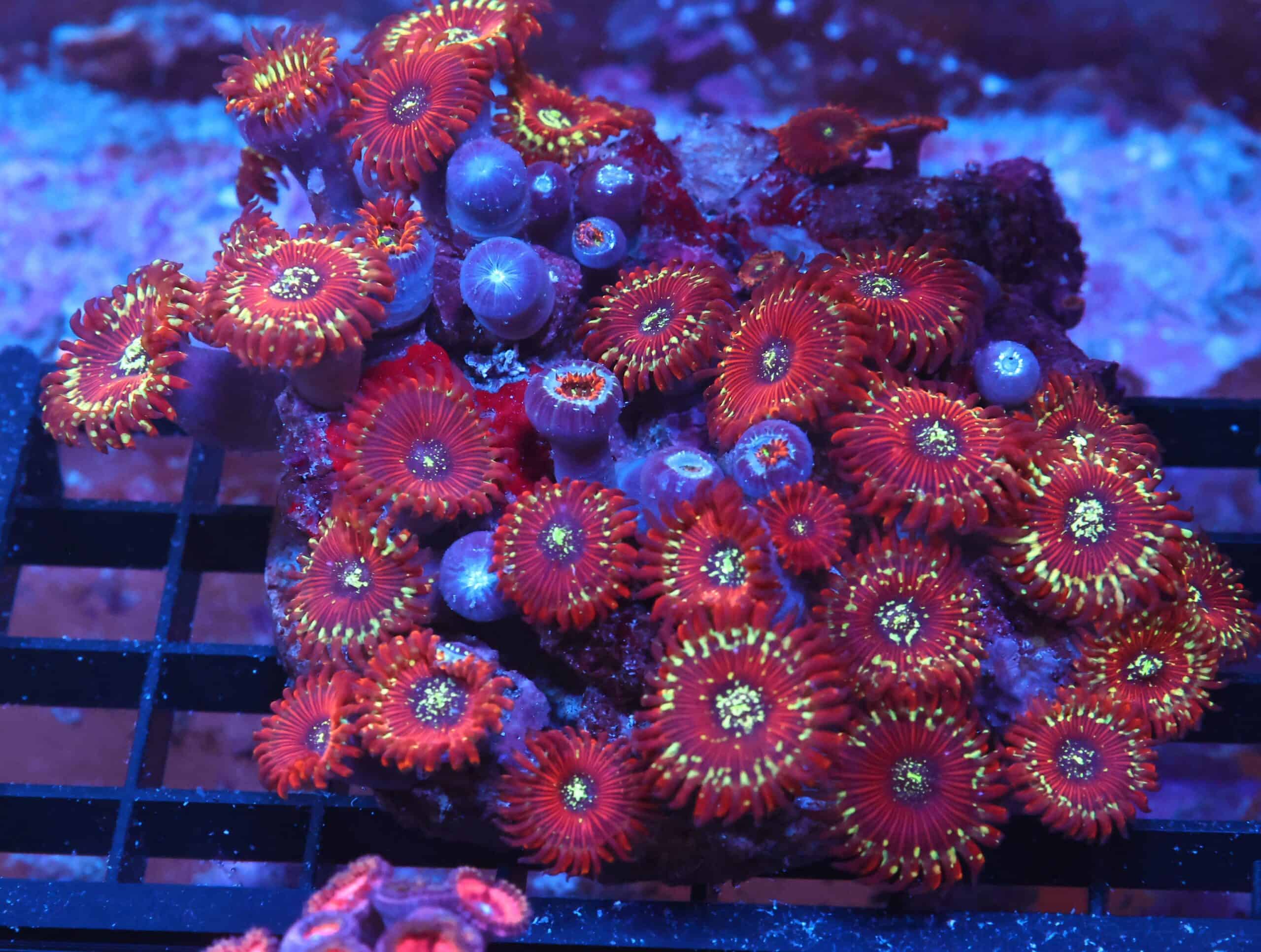X137 - INDO RED MAGICIAN ZOA