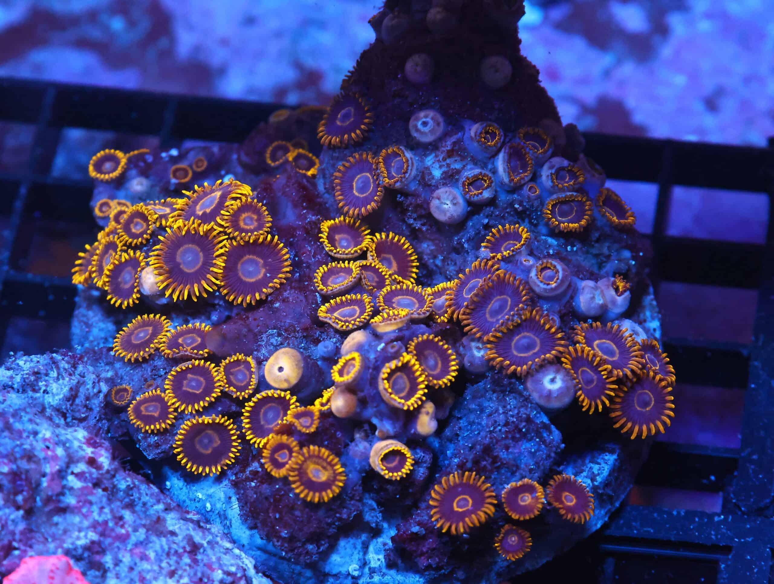 X138 - INDO BLACK HORNET ZOA