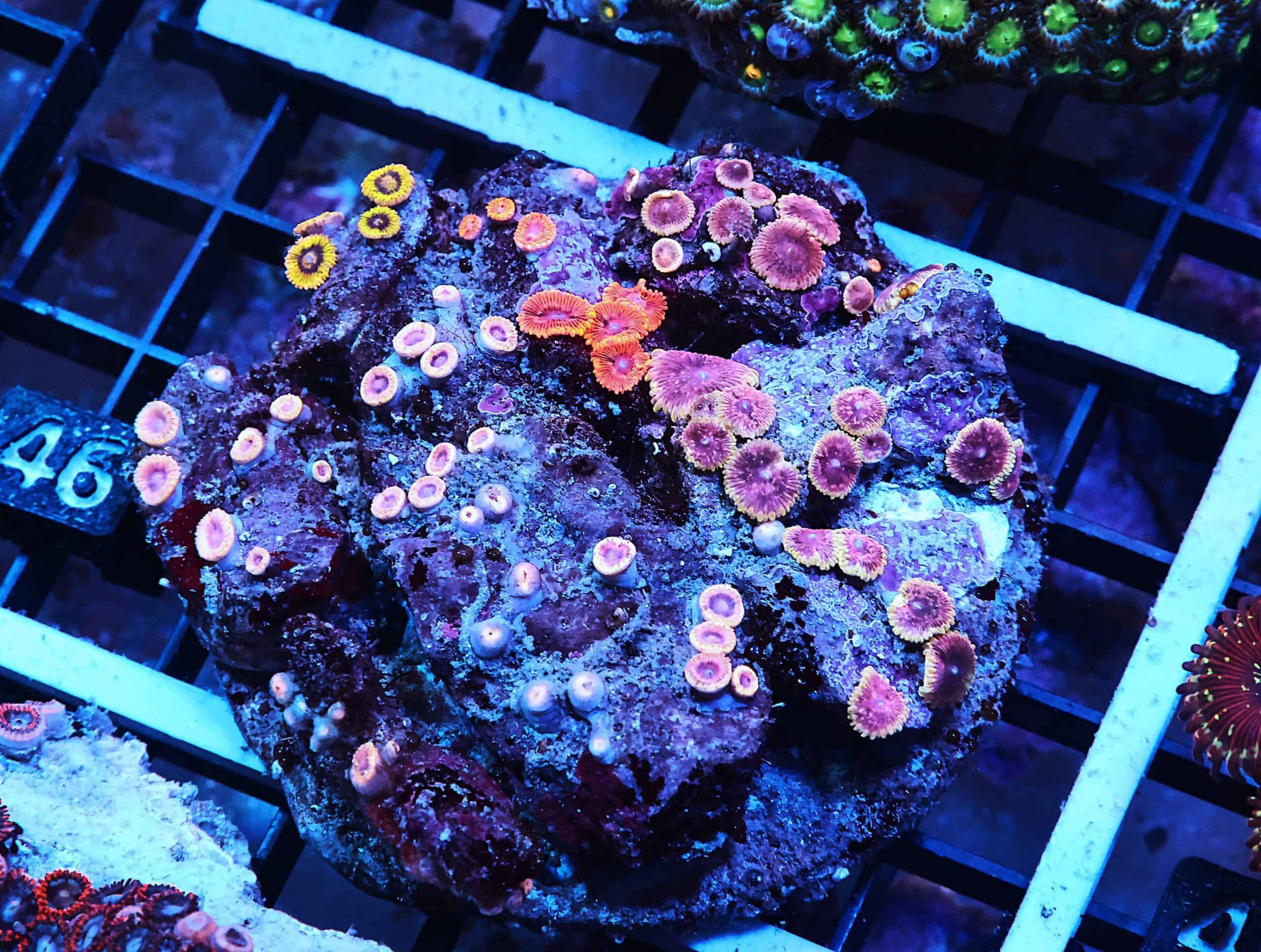 X46 - INDO ECLIPSE GARDEN ZOA