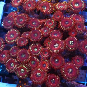 X47 - INDO RED MAGICIAN ZOA