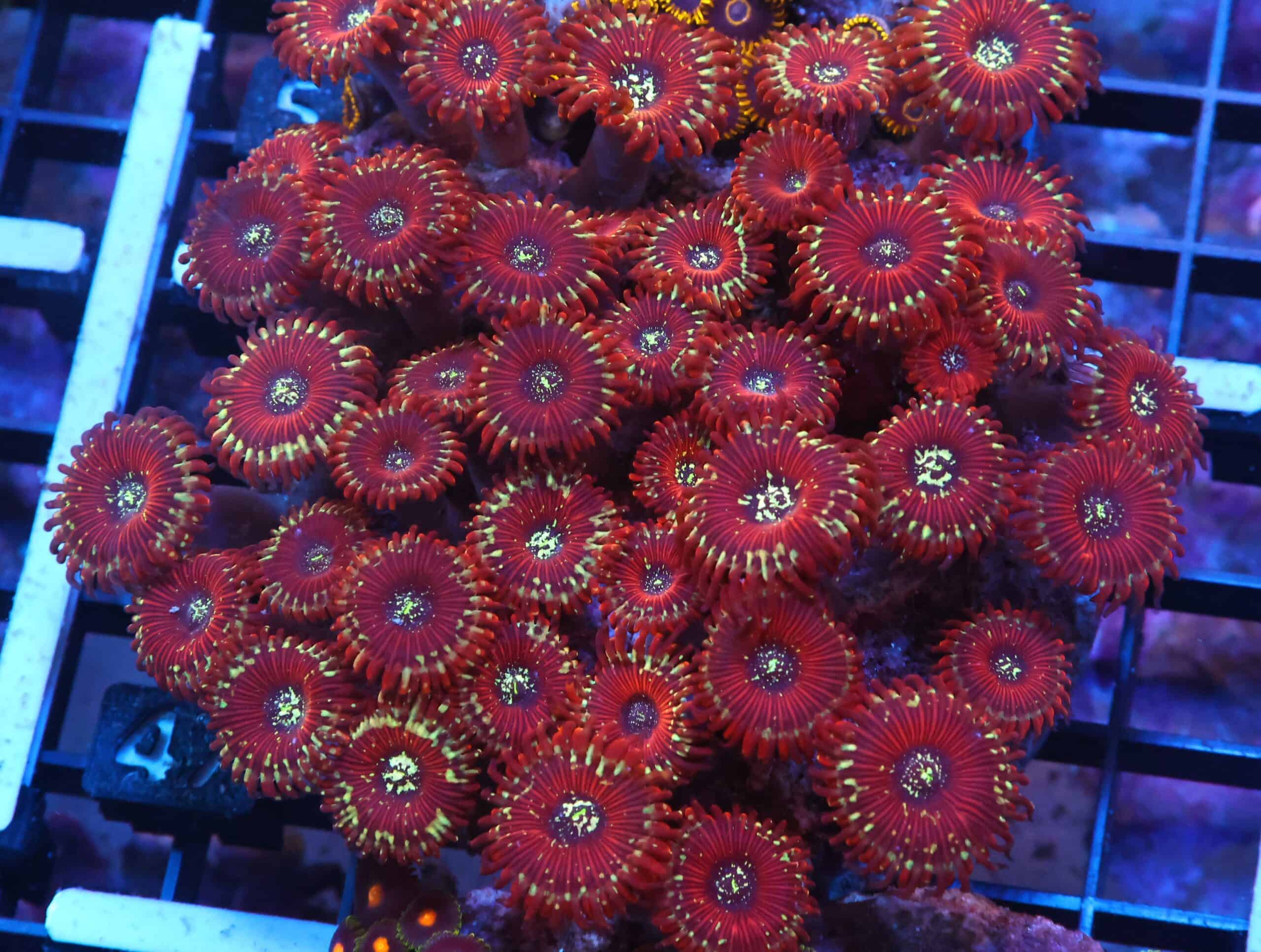 X47 - INDO RED MAGICIAN ZOA