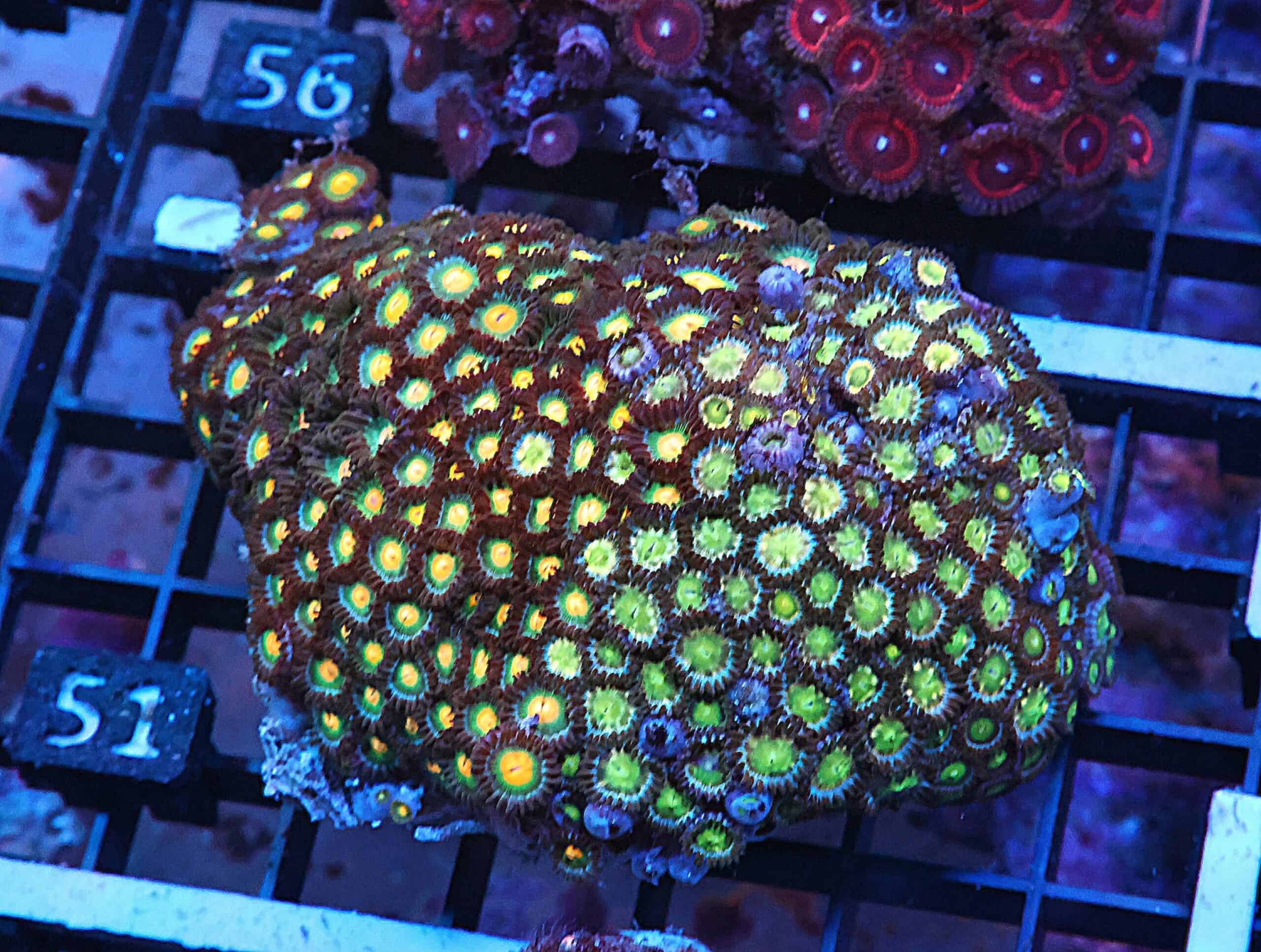 X51 - INDO COMBO ZOA ROCK