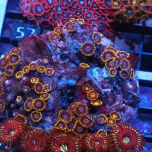 X52 - INDO BLACK HORNET ZOA
