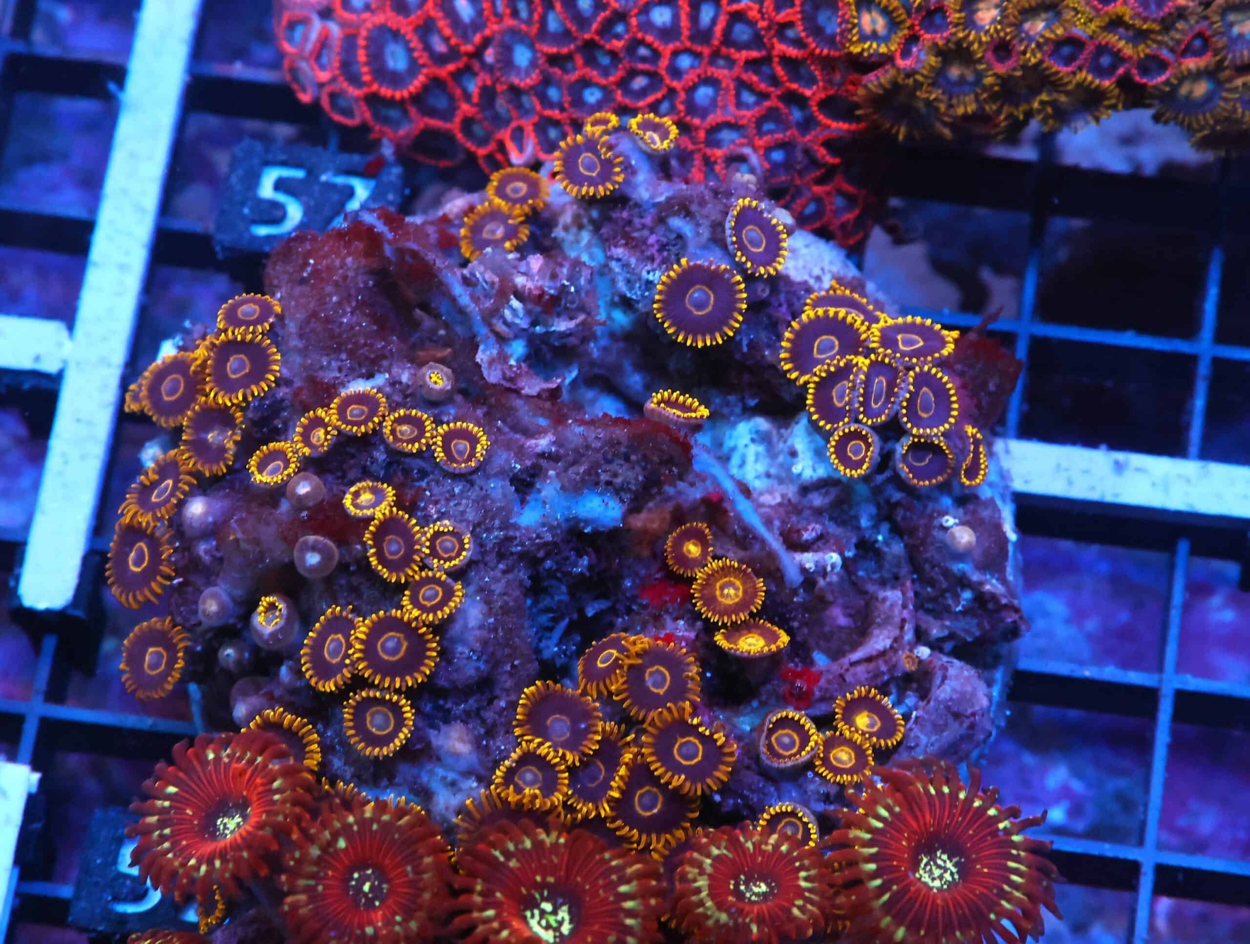 X52 - INDO BLACK HORNET ZOA